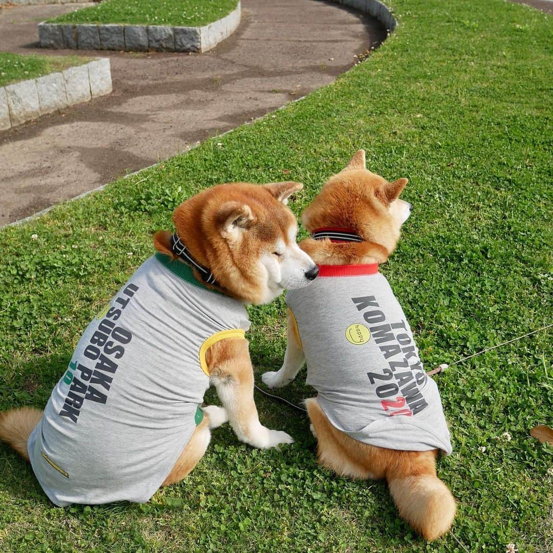 shibainu berryさんのインスタグラム写真 - (shibainu berryInstagram)「Muku loves smells of the Berry😂💕 手術の数日前の散歩の写真🐻🦊💕 隣に座ると必ずクンクン😂 口も耳も匂いたい！！ おやじの加齢臭がたまらんむくみ😂 好きやね〜😘 ちなみに、他のワンコの匂いはこんなにクンクンしません！やっぱりおやじの加齢臭は最高だよね🤤🤤 #犬の脾臓腫瘍 #犬の脾臓腫瘍摘出手術 #僧帽弁閉鎖不全症 #僧帽弁閉鎖不全症の犬 #僧帽弁閉鎖不全症手術済 #僧帽弁閉鎖不全症克服 #柴犬 #柴 #べりやん #べりむく #多頭飼い #徳島 #berry #shiba #shibainu  #shibainumania #ぷにっと部 #口角キュキュッと部 #チーム俺様 →部員絶賛募集中 #shiba_snap #proudshibas #instagramjapan #ふわもこ部 #pecoいぬ部 #pecotv #9gag @9gag @barked」4月30日 19時48分 - shibainu.berry