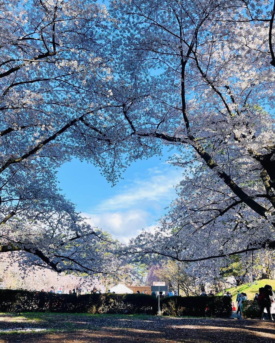 mikaさんのインスタグラム写真 - (mikaInstagram)「♥︎︎∗︎* 🌸🌸🌸  さくらまつり  だいぶ予定より開花早かったみたいだけど タイミングよく見てきたよ✨ 都内で見る桜も綺麗だけど やっぱりここでみる桜が1番好き♡  まだ行った事ない人には一度行ってもらいたい🌸 お昼と夜で全く違う楽しみができるよ！  #桜 #桜スポット #さくらまつり #弘前さくらまつり #弘前公園 #弘前城 #観光スポット #青森 #春 #春コーデ」4月30日 19時49分 - _mika.___