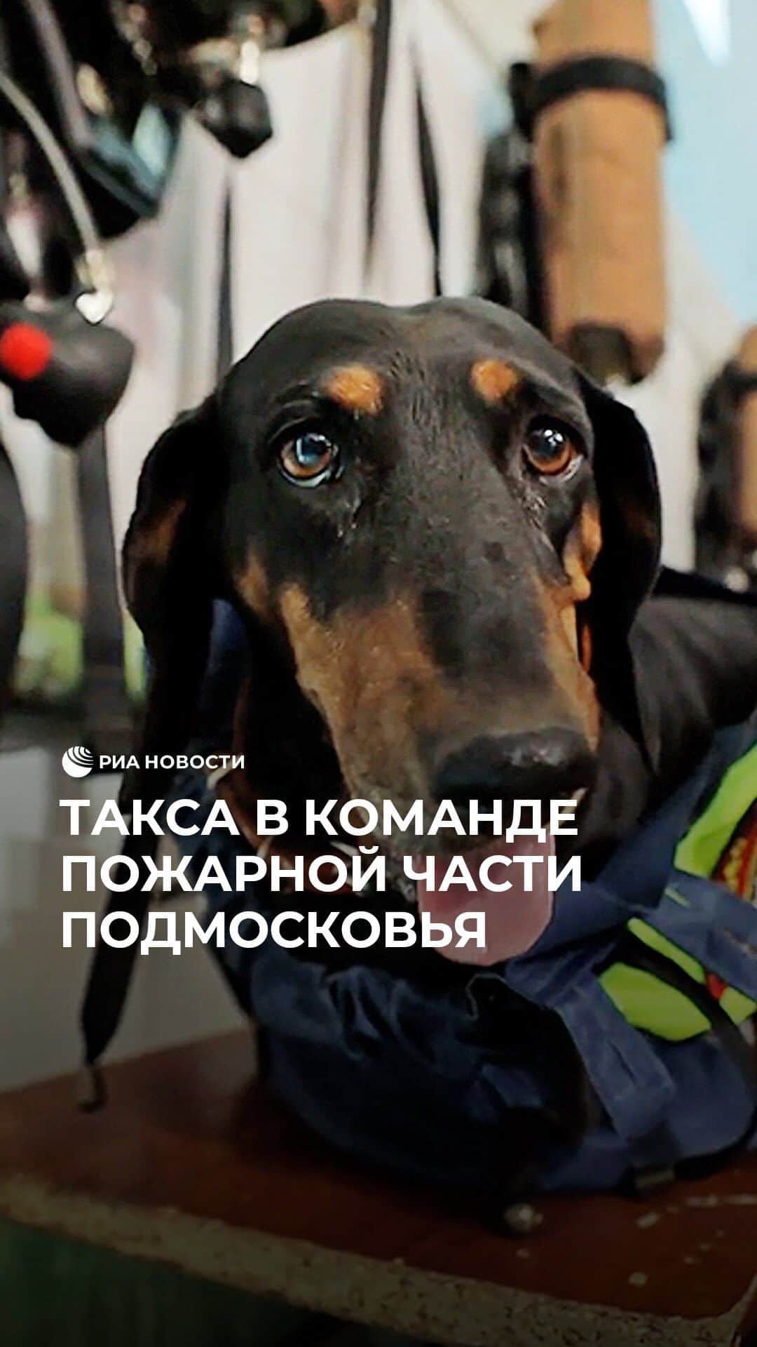 RIAノーボスチのインスタグラム：「Такса Симона на протяжении десяти лет служит в пожарно-спасательной части в Московской области. У собаки есть своя униформа и обязанности. Наравне с коллегами она участвует в профилактических выездах и следит за соблюдением правил пожарной безопасности. Кроме того, Симона поддерживает коллектив в сложных ситуациях и всегда готова в нужный момент протянуть "лапу помощи".」