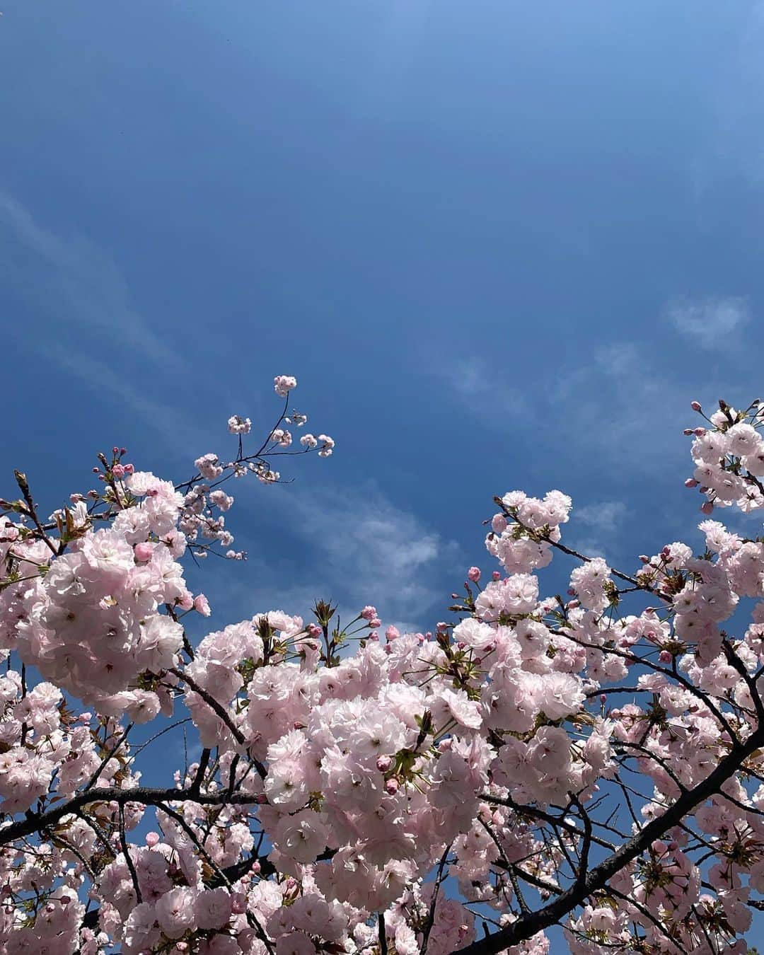 若本美夏海さんのインスタグラム写真 - (若本美夏海Instagram)「春よ来いがまだ頭を流れる〜🌸  二胡Verがすき。  #春よ来い #桜 #桜並木 #千鳥ヶ淵の桜」4月30日 20時16分 - minami_wakamoto