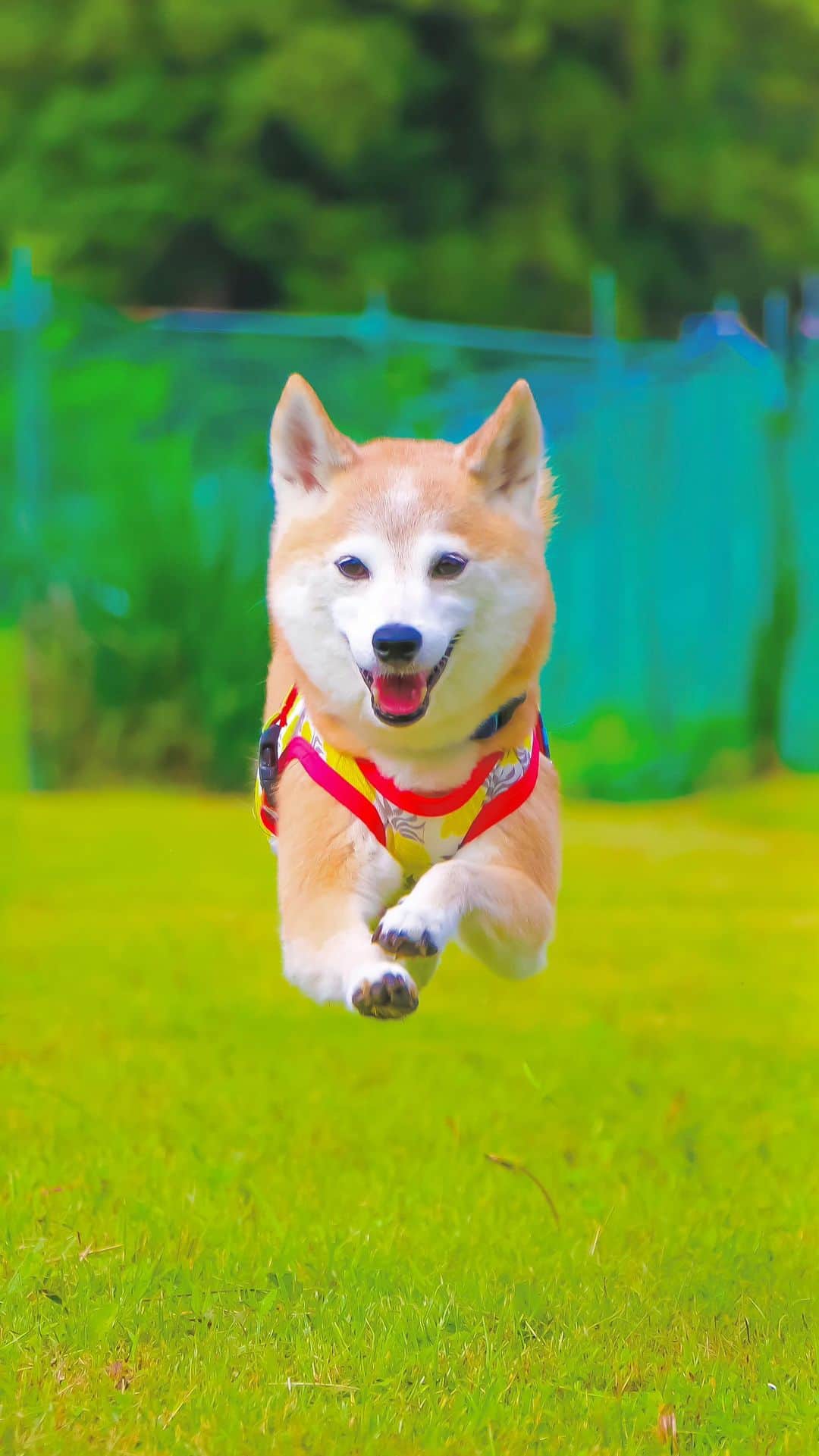 柴犬 けんしろう ゆりあのインスタグラム：「「なんでやねん🐶🐾」  ゆりあさんの特技といったら ぶっ飛ぶくらいしかなかったのに(笑) いつの間にかまめたろうママとまろん姉さんに なんでやねんを仕込まれてました🐶🔥  急にツッコミ入れられて けんちゃんもまめたろうくんも さぞびっくりしたことでしょう😂  ただ、うちのゆりあさんには ひと晩寝たら全てを忘れるという リセット機能がついてるので もう二度とできないかもしれません🤣  #しばいぬ  #柴犬 #shiba  #なんでやねん」