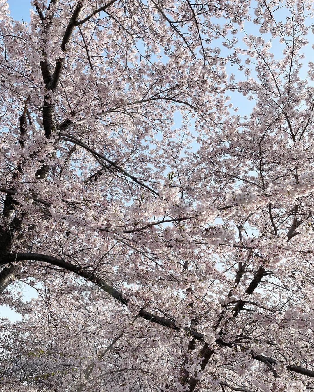 脳てさんのインスタグラム写真 - (脳てInstagram)「北海道はまだ咲いてます」4月30日 20時49分 - teinou74