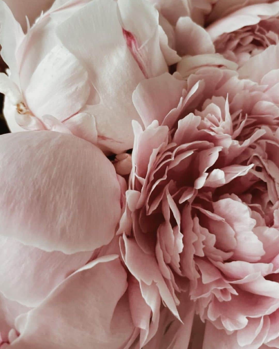 Yukicoさんのインスタグラム写真 - (YukicoInstagram)「𓆱𓆸𓆹𓆺  ————————————————————— 見てくださる方にプラスになる投稿をしていきます 是非いいね♡フォロー♡ よろしくお願いいたします𓅟 私の写真の編集については フォトレッスンでレクチャーをしています —————————————————————  #flowers#flowerpower#flowerphotography#flowerporn#flowerslovers#flowerstagram#bouquet#bouquets#btsarmy#jiminpen#btsjimin #ジミンペン」4月30日 21時08分 - yukicolifecom