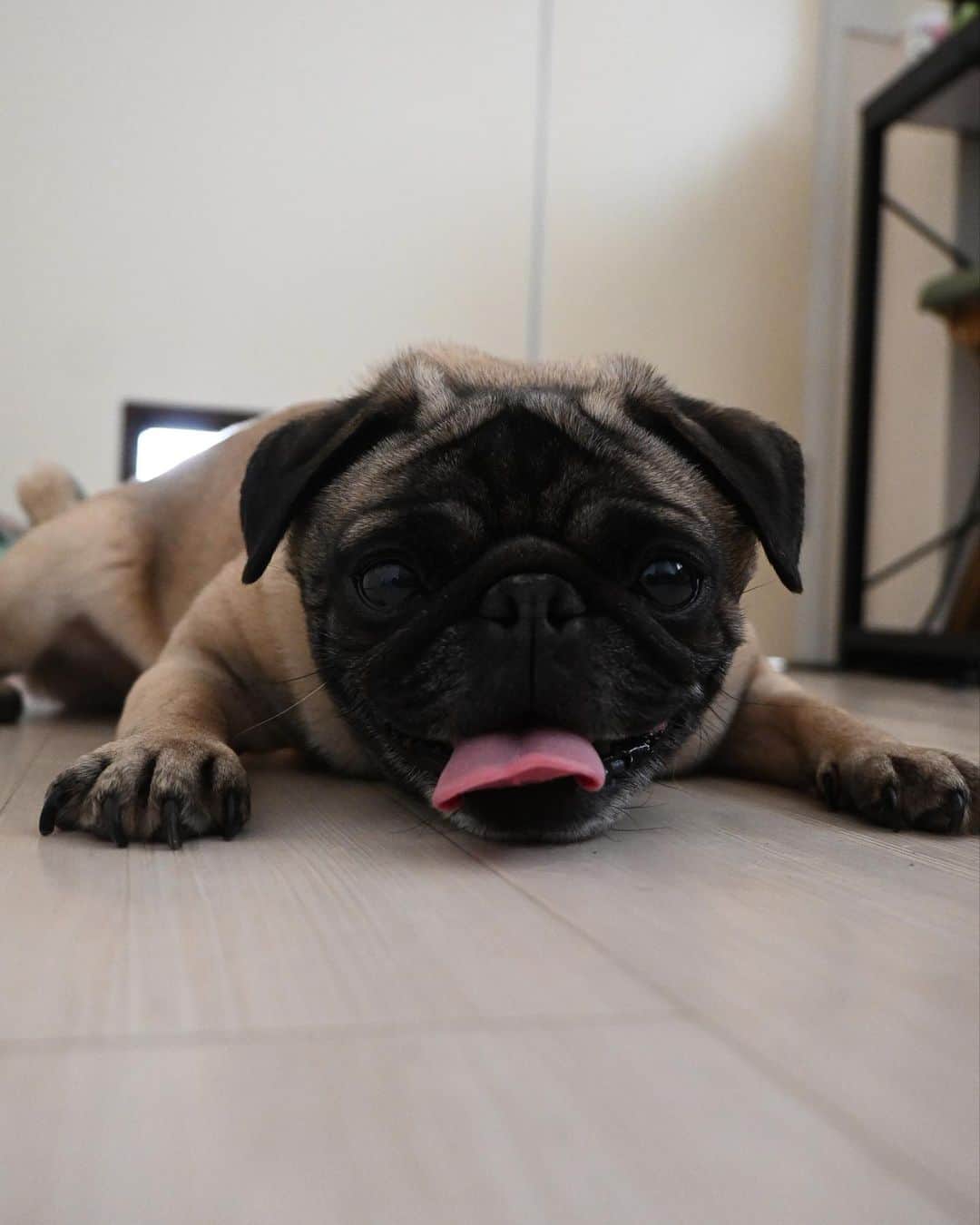 高須将大のインスタグラム：「最近のうめこ  #パグ #ブサかわ #保護犬 #犬のいる暮らし #いぬすたぐらむ #犬好きな人と繋がりたい #犬バカ部 #ふわもこ部 #犬のいる生活 #いぬのきもち #pecoいぬ部 #サンデイ #puppy #dogstagram #dogoftheday #doglover #doglife」