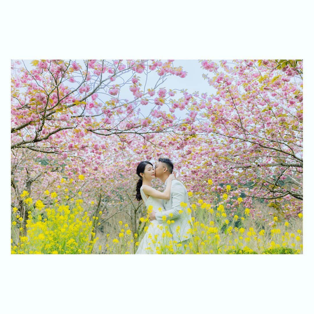 スタジオアクア浅草店さんのインスタグラム写真 - (スタジオアクア浅草店Instagram)「藤の花 富士山 八重桜 菜の花  4月中旬の富士山近辺では彩り鮮やかな見所が満載でした。  また来年、ご予約お待ちしております。 - - - - - - - - - - - - - - - - - - -  Photographer 📷 小池博　@koike.deco.ph  hair&make @kiyoka.deco.hm  - - - - - - - - - - - - - - - - - - -  👉 @decollte_weddingphoto  - - - - - - - - - - - - - - - - - - -  #和装ロケーション #和洋前撮り #色打掛 #紋付袴 #ウェディングドレス #タキシード #d_weddingphoto #studioaqua #デコルテフォト #スタジオアクア #スタジオアクア軽井沢店 #ウェディングフォト #フォトウェディング #ブライダルフォト #フォトスタジオ #前撮り #後撮り #結婚写真 #ウェディング #プレ花嫁 #卒花嫁 #結婚式準備 #関東花嫁 #撮る結婚式 #wedding #bridal #weddingphotography #weddingphotographer - - - - - - - - - - - - - - - - - - - - - - - フォトグラファー、ヘアメイク、フォトプランナー募集中！ @decollte_recruit」4月30日 21時39分 - studioaqua_asakusa