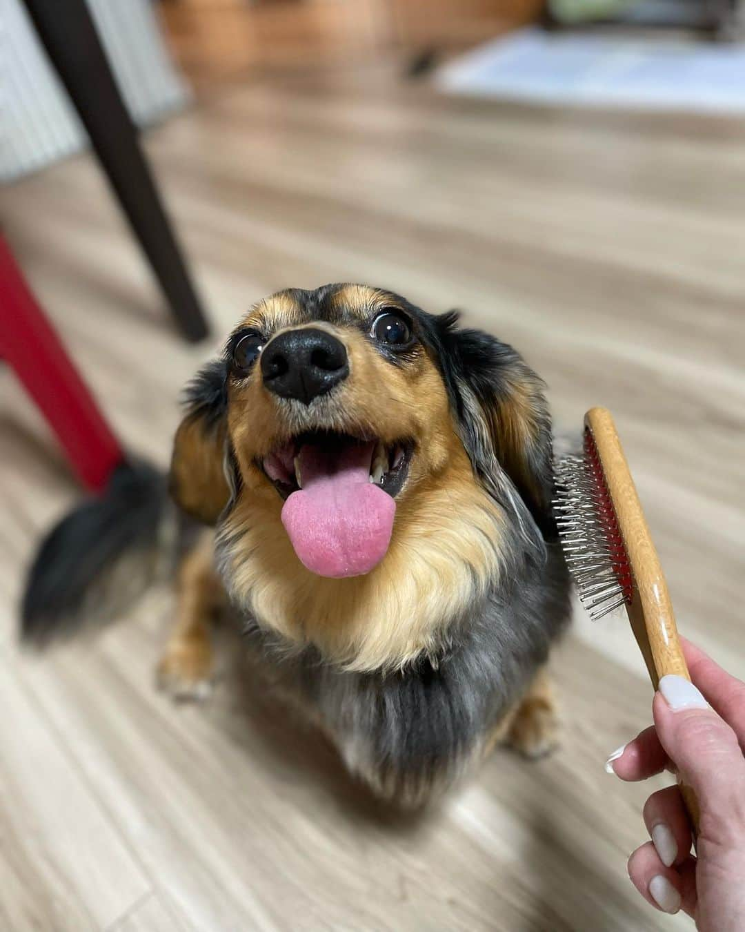 中川祐子さんのインスタグラム写真 - (中川祐子Instagram)「少し前になりますが、 愛犬を連れて千葉県で開催された ドッグマルシェに行ってきましたー🐕💓 . 色んな犬用グッズや洋服、 フードやおもちゃ、マッサージサービスまで！ 様々な露店が並ぶわんちゃんのイベント🐶♬ 可愛い色んな犬種のわんちゃんたちにも会えるし、 テンション上がるわ〜😍✨ . そこで見つけたテラケアブラシがすごく気になって、 残りラストワンをゲットしちゃいましたー💕 . テラヘルツ波を発するブラシで、 毛のからみやもつれを瞬時に取り除き、 ふわふわさらさら艶々の毛並みにしてくれるとのこと！ さらに、血流UPと全身のツボが刺激されて 癒しを与えるのだとか😳 . 早速帰って試してみると… ブラシ嫌いのうちの子が 気持ち良さそうにその場で寝転がってしまったー‼️😆👏 (→7枚目動画あり) . 本当にビックリするほど 毛並みがツヤツヤになるし、 買って良かったー🥰 . 今ではこのブラシを見せると めっちゃ喜んで近づいてきます笑 (→写真8枚目見て〜🤣) . @blanche_for_pets  . #ドッグマルシェ #わんちゃんイベント #犬用グッズ #テラケアブラシ #ペット用ブラシ #テラヘルツ波  #癒されるわんこ #愛犬とお出かけ  #カニンヘンダックス #ポメラニアン #doggylove  #doggydaycare  #dogmarche」4月30日 21時52分 - nakagawa.yuko