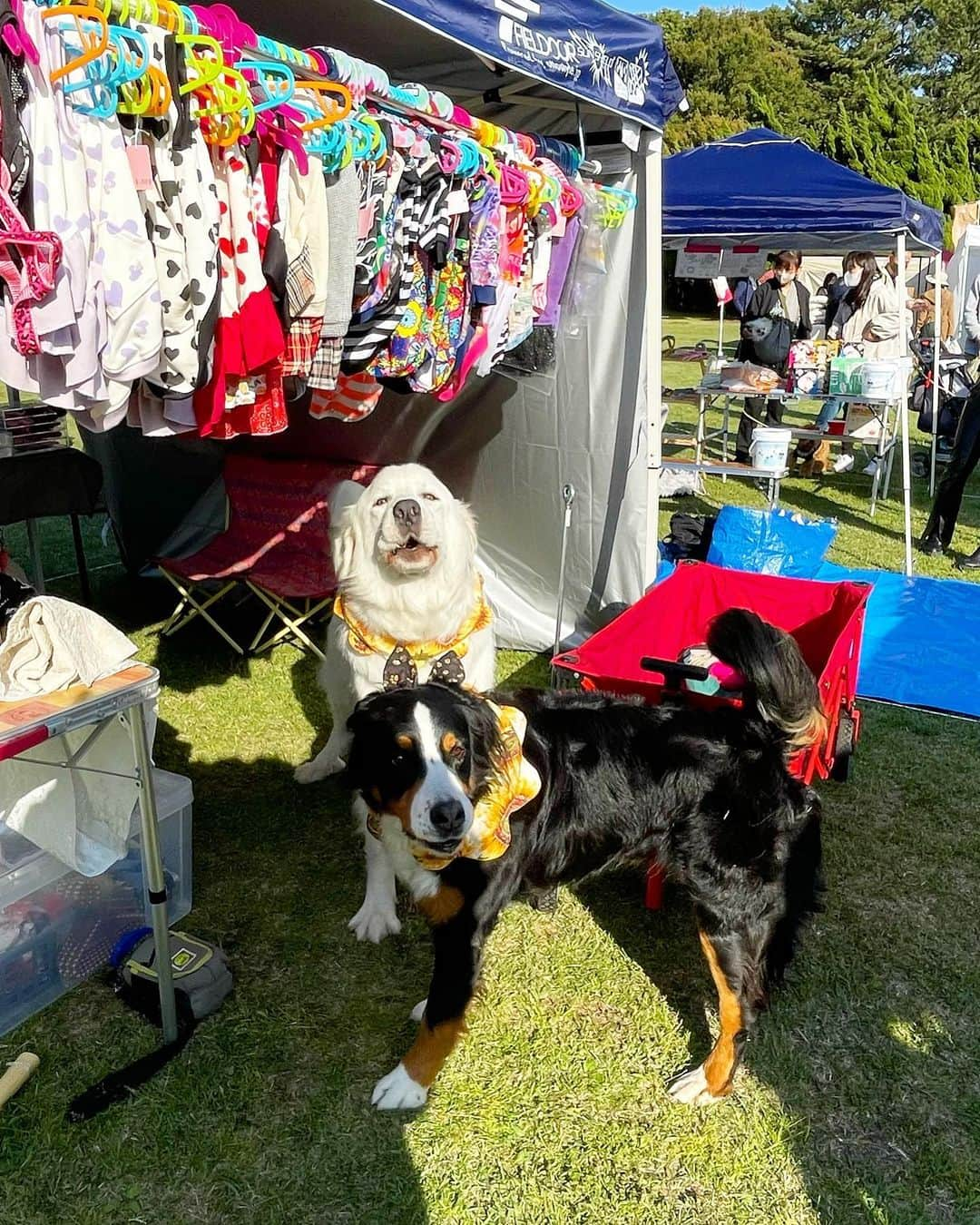 中川祐子さんのインスタグラム写真 - (中川祐子Instagram)「少し前になりますが、 愛犬を連れて千葉県で開催された ドッグマルシェに行ってきましたー🐕💓 . 色んな犬用グッズや洋服、 フードやおもちゃ、マッサージサービスまで！ 様々な露店が並ぶわんちゃんのイベント🐶♬ 可愛い色んな犬種のわんちゃんたちにも会えるし、 テンション上がるわ〜😍✨ . そこで見つけたテラケアブラシがすごく気になって、 残りラストワンをゲットしちゃいましたー💕 . テラヘルツ波を発するブラシで、 毛のからみやもつれを瞬時に取り除き、 ふわふわさらさら艶々の毛並みにしてくれるとのこと！ さらに、血流UPと全身のツボが刺激されて 癒しを与えるのだとか😳 . 早速帰って試してみると… ブラシ嫌いのうちの子が 気持ち良さそうにその場で寝転がってしまったー‼️😆👏 (→7枚目動画あり) . 本当にビックリするほど 毛並みがツヤツヤになるし、 買って良かったー🥰 . 今ではこのブラシを見せると めっちゃ喜んで近づいてきます笑 (→写真8枚目見て〜🤣) . @blanche_for_pets  . #ドッグマルシェ #わんちゃんイベント #犬用グッズ #テラケアブラシ #ペット用ブラシ #テラヘルツ波  #癒されるわんこ #愛犬とお出かけ  #カニンヘンダックス #ポメラニアン #doggylove  #doggydaycare  #dogmarche」4月30日 21時52分 - nakagawa.yuko