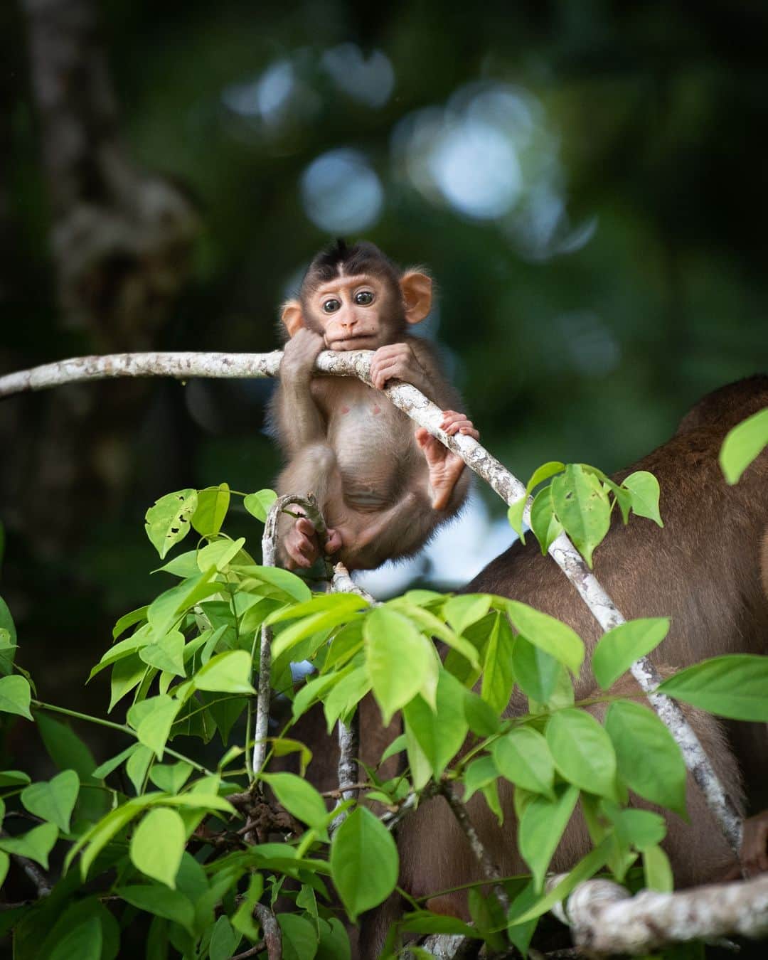 アニマルプラネットさんのインスタグラム写真 - (アニマルプラネットInstagram)「Wanna hang out? 🐒  Photo by Gary Colet   #Wildlife #WildlifePhotography #Monkey #Animals #Photography」4月30日 22時00分 - animalplanet