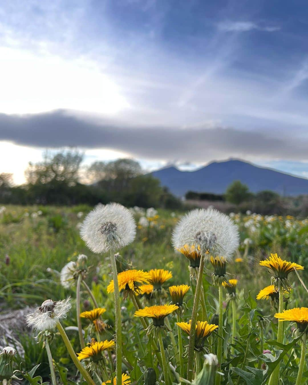 近藤祥子のインスタグラム：「. . . たんぽぽ 浅間山 . . . #たんぽぽ #浅間山 #軽井沢  #dandelion #mtasama #karuizawa」