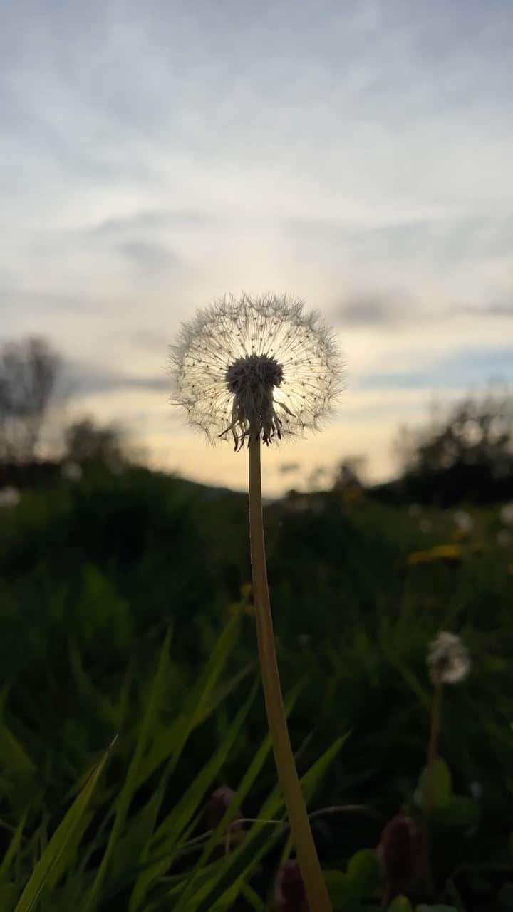 近藤祥子のインスタグラム：「たんぽぽ 夕日  . . . #たんぽぽ #夕日 #軽井沢  #dandelion #sunset #karuizawa」