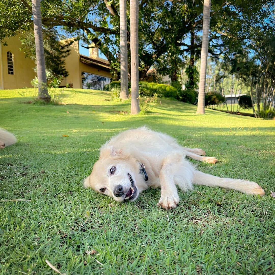 レナータ・ファンさんのインスタグラム写真 - (レナータ・ファンInstagram)「Domingão, dia de passeio com a galera!!! 🐶 #Messi #Abel @renatafan @atilaabreu51」5月1日 4時18分 - renatafan