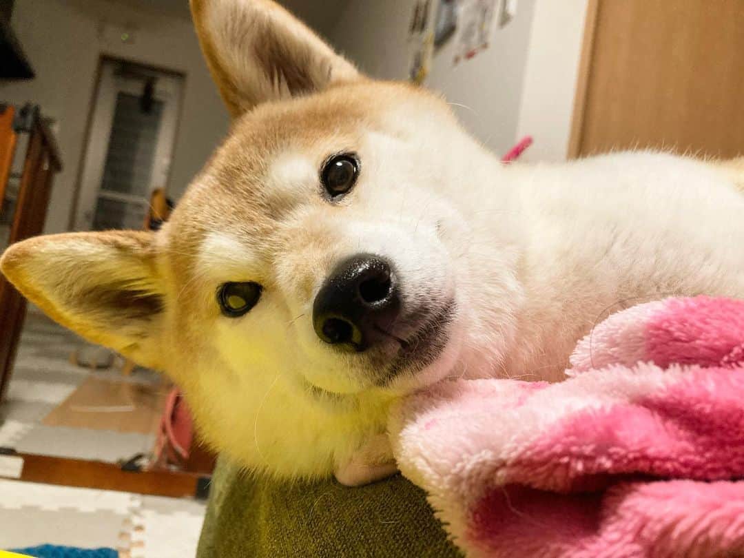ゆもこのインスタグラム：「「きょーお休みだったのにひよりお留守番だったんだけど？」 めっちゃ不服そう😂 ごめんって〜😅 次のお休みはお出かけしようね！😂 ※ ※ ※ #dogsofinstagram #日本犬 #柴犬 #柴 #赤柴 #shiba #犬バカ部 #ふわもこ部 #柴犬マニア #しば #shibadog #sibainu #ひより日和 #柴女子 #shibagram #worldofcutepets #cutedog #doglover #shibastagram #いぬら部 #柴犬ひより #peco犬部 #いぬのきもち」