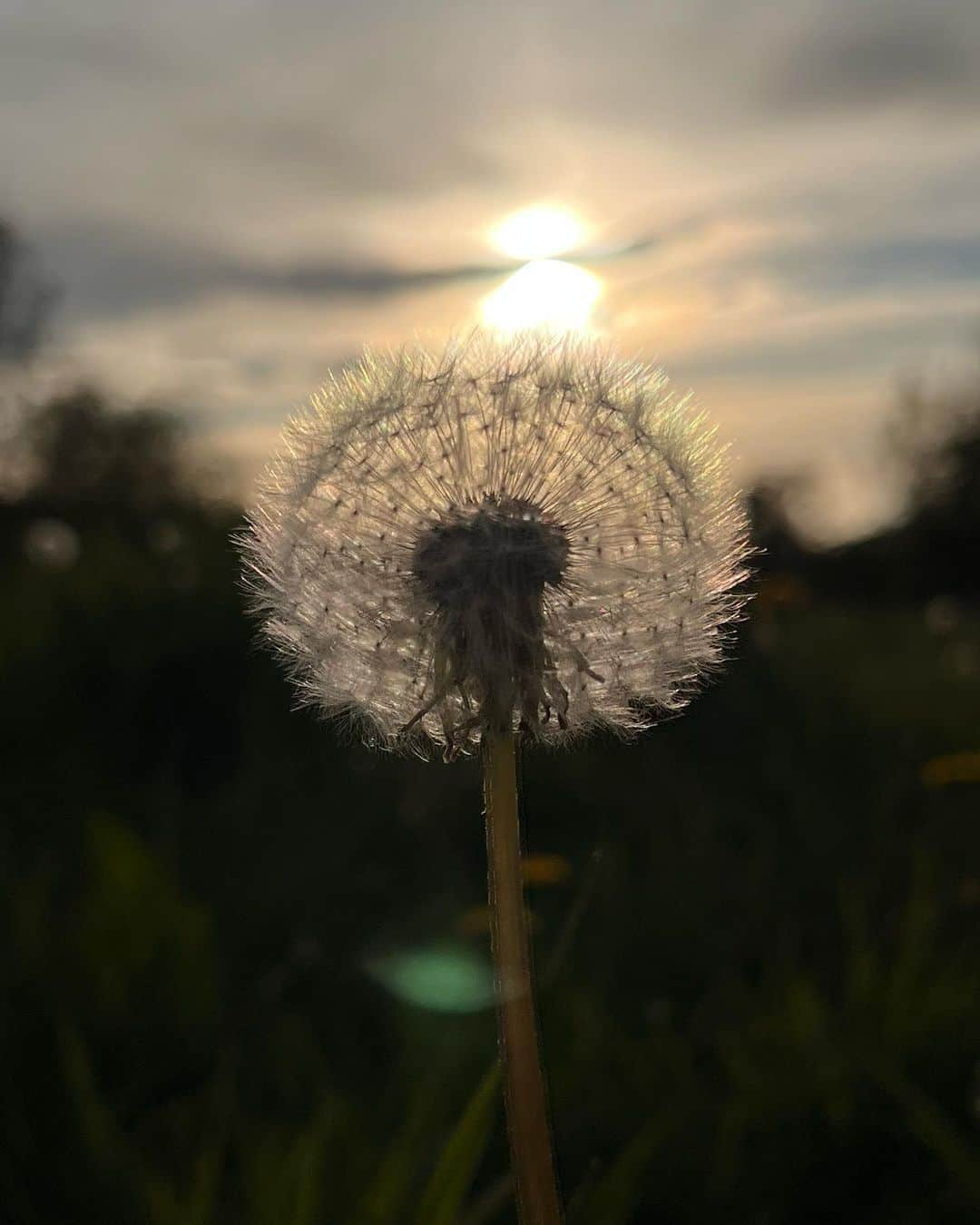 近藤祥子のインスタグラム：「. . . たんぽぽ 夕日 . . . #たんぽぽ #夕日 #軽井沢  #dandelion #sunset #karuizawa」