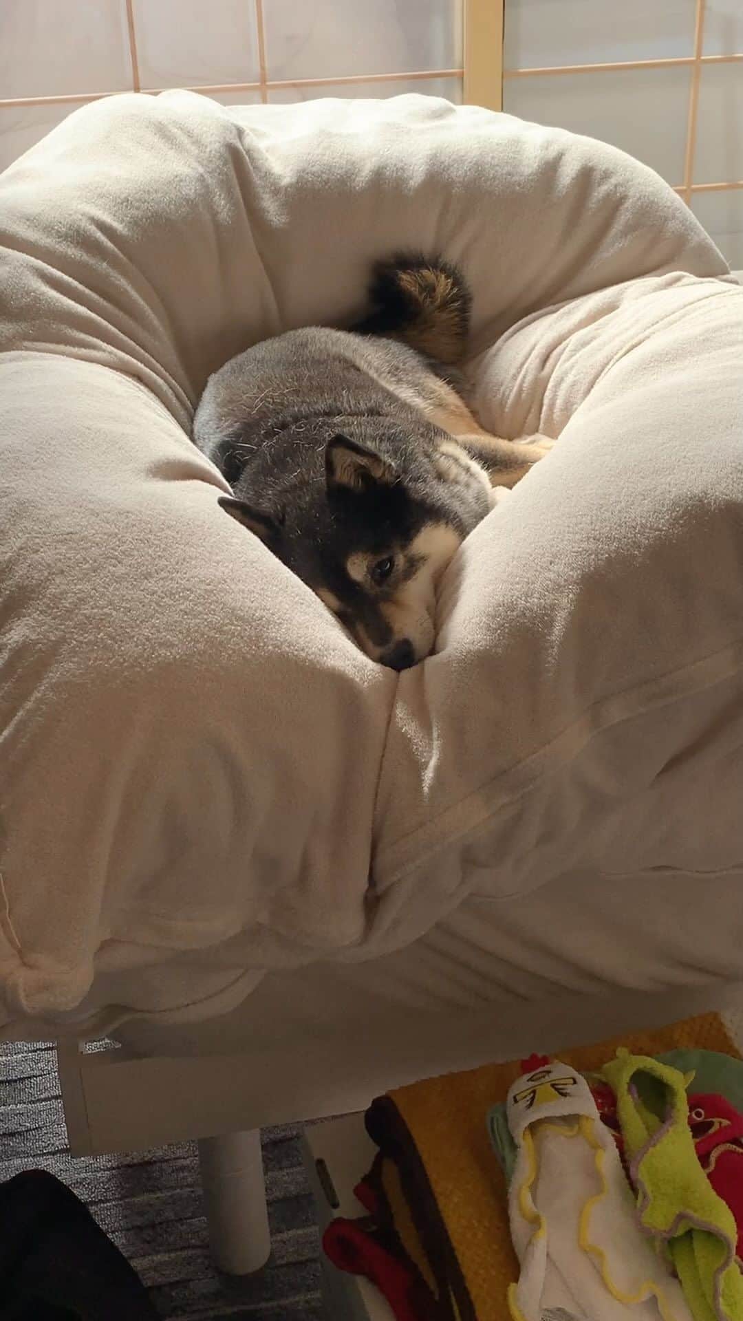 吾子のインスタグラム：「・ ・ ・ ・ ・ このお布団もふもふで気持ちいいわん🐶💕 ・ おかしゃん今日はここで寝るー🐶💤💕 ・ ・ ・ ・ ・ ・ ・ ・ ・ ・ ・ ・ ・ ・ ・ ・ ・ ・ ・ ・ ・ ・ ・ ・ ・ ・ #お昼寝 #ここでねるのー🤷🏻‍♀️ #sapporo  ・ 北海道の柴犬 #柴北会 の皆ワン🐶お散歩ドロドロになるけどちゃんと足洗おうねー ・ #adorable #instadog#shibainu#dog#柴犬ライフ #instashiba#柴犬マニア #9gag #barked #kuroshiba#socute #cutedog#いぬのきもち #黒柴 #dogstagram_japan」