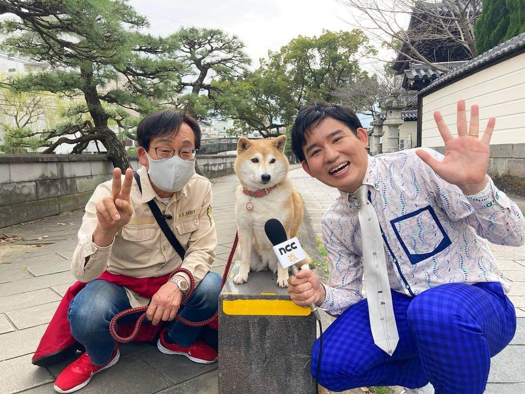 羽地政義のインスタグラム：「キィーちゃん 長崎の珍百景として堂々の出演！ 本当にありがとうございました✨ 私の力不足で珍百景登録とはならず...😭😭 本当に申し訳ありません🙇‍♂️ 長崎のみならず全国にファンをもつ キィーちゃんの銅像ポーズは本当に可愛くて スタジオのみなさんも虜になっていました！ これからもキィーちゃんのことずっと応援させてくださいね🙏😂🙇‍♂️  #柴犬キィーちゃん #柴犬 #キィーちゃん #長崎 #ナニコレ珍百景 #珍百景」