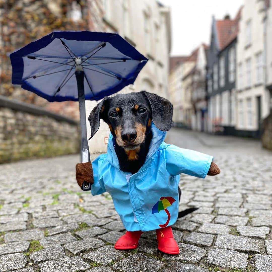 Crusoe the Celebrity Dachshundのインスタグラム：「“Raining in Bruges” ☂️   ~ Crusoe」