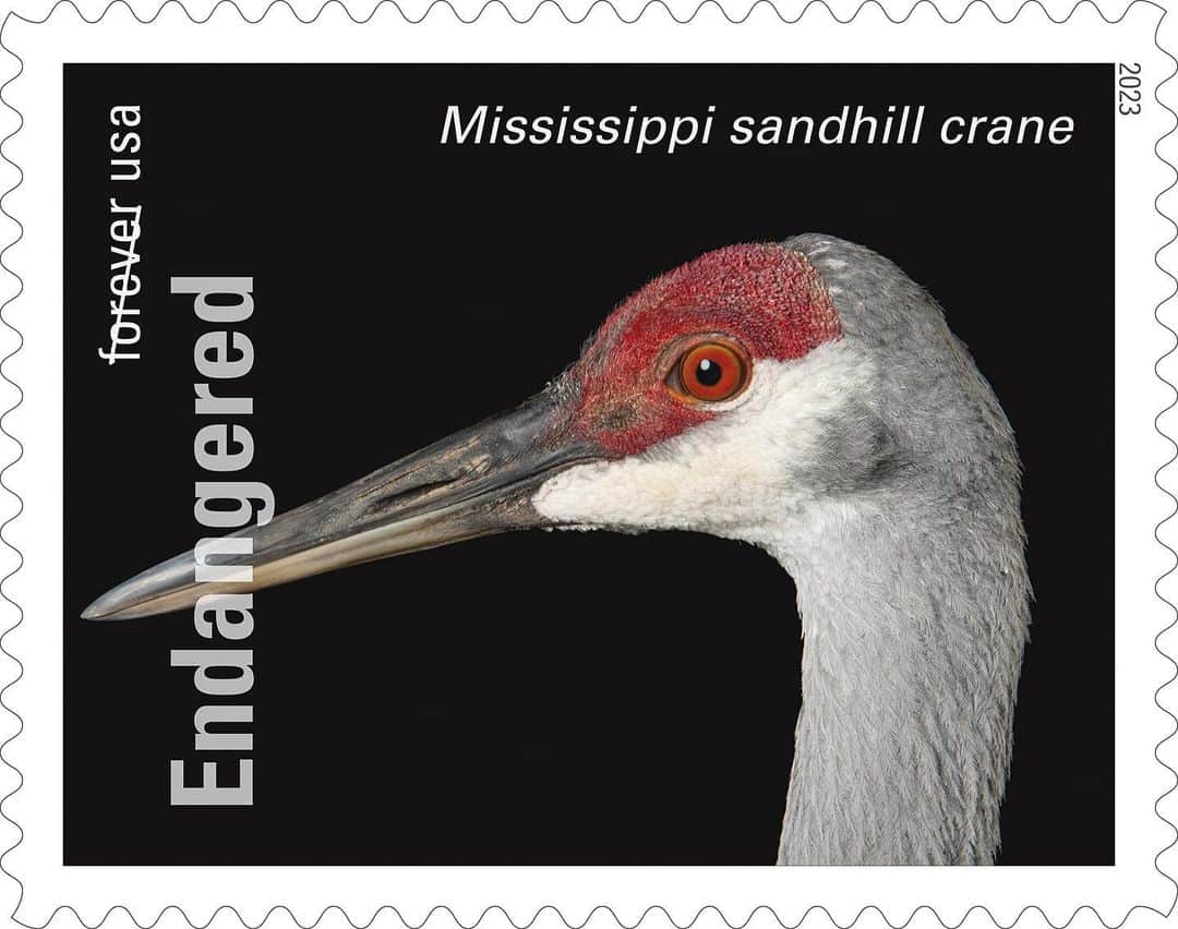 Joel Sartoreさんのインスタグラム写真 - (Joel SartoreInstagram)「The Mississippi sandhill crane is one of six subspecies found in North America. Listed as an endangered species in the US, this bird has lost much of its native habitat along the Gulf Coast to development projects and invasive plants. While managed breeding flocks are helping to boost the crane’s numbers, their population is still extremely small. In addition to a lack of suitable habitat, recovery is limited by the bird’s reproduction cycle, with mated pairs raising only one brood per year, often consisting of no more than two eggs. Photo taken @auduboninstitute.   #crane #sandhill #bird #endangered #wildlife #photography #animal #stamp #animalphotography #wildlifephotography #PhotoArk @insidenatgeo @uspostalservice」4月30日 23時45分 - joelsartore