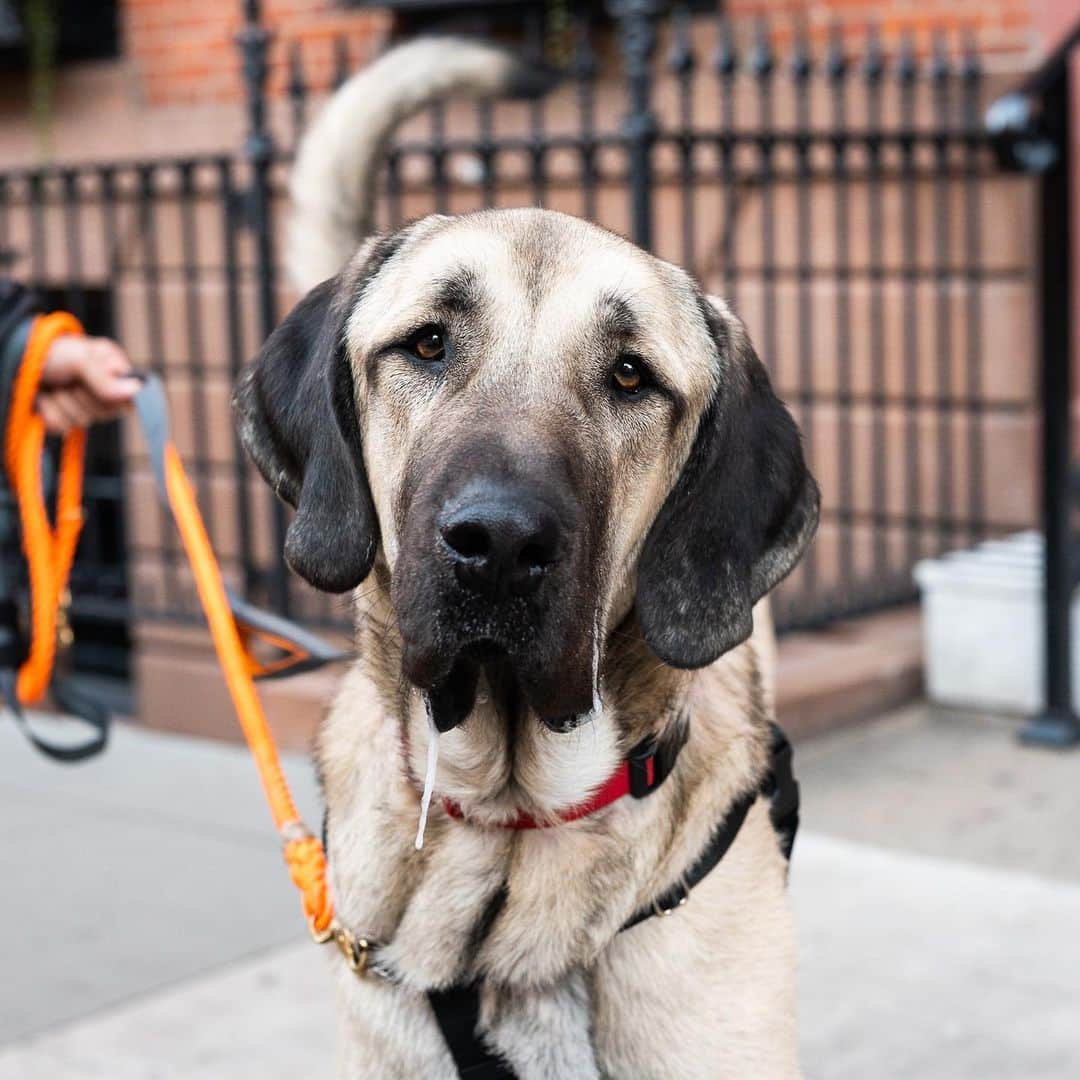 The Dogistさんのインスタグラム写真 - (The DogistInstagram)「Maggio, Anatolian Shepherd (1 y/o), W 4th & Jane St., New York, NY • “He’s a big goof. He’s seven feet tall when he stands, so you can’t put anything on top of the refrigerator. He’ll whack you on the side of your head if you try to do any work.” A rescue from the @aspca」5月1日 0時10分 - thedogist