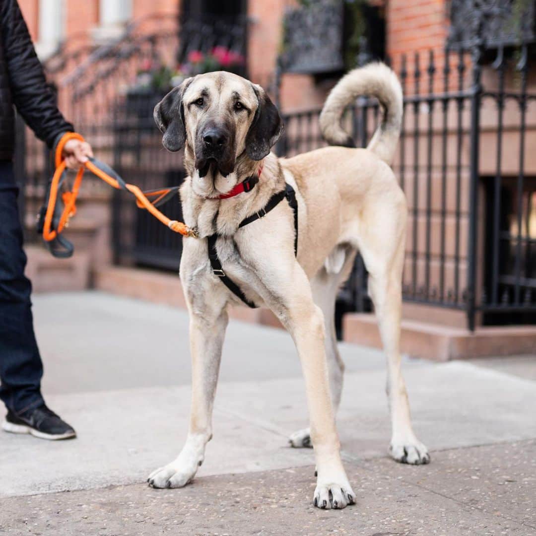 The Dogistさんのインスタグラム写真 - (The DogistInstagram)「Maggio, Anatolian Shepherd (1 y/o), W 4th & Jane St., New York, NY • “He’s a big goof. He’s seven feet tall when he stands, so you can’t put anything on top of the refrigerator. He’ll whack you on the side of your head if you try to do any work.” A rescue from the @aspca」5月1日 0時10分 - thedogist