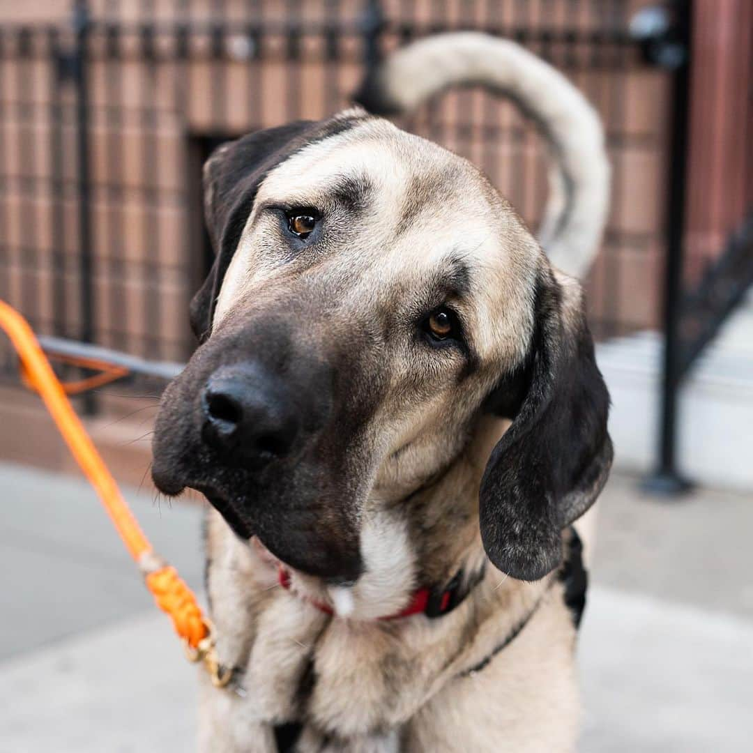 The Dogistさんのインスタグラム写真 - (The DogistInstagram)「Maggio, Anatolian Shepherd (1 y/o), W 4th & Jane St., New York, NY • “He’s a big goof. He’s seven feet tall when he stands, so you can’t put anything on top of the refrigerator. He’ll whack you on the side of your head if you try to do any work.” A rescue from the @aspca」5月1日 0時10分 - thedogist