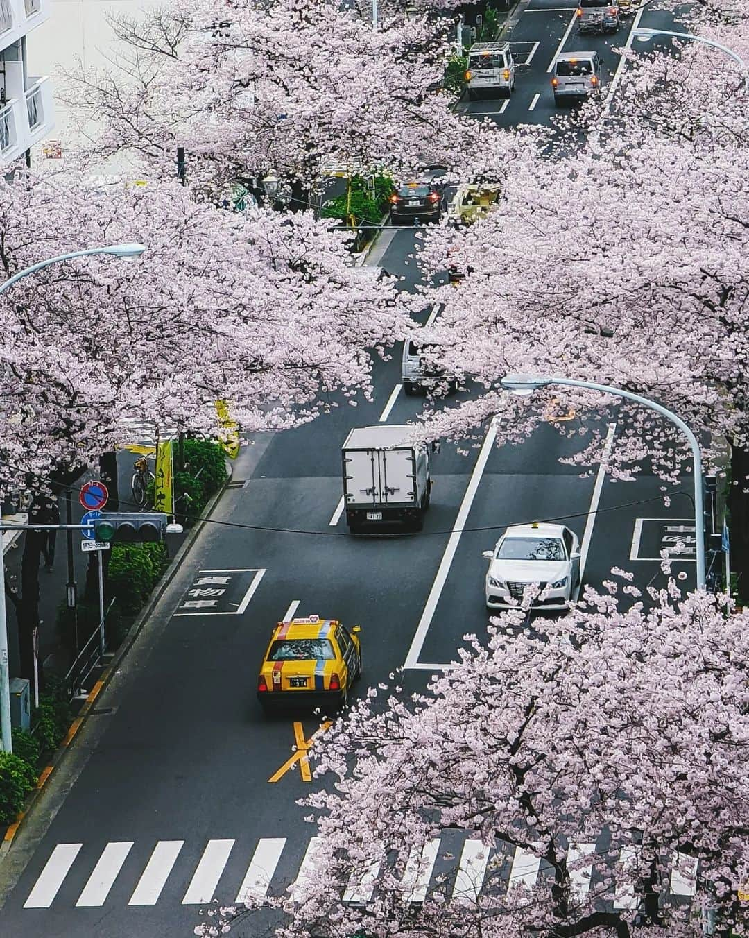 福田洋昭さんのインスタグラム写真 - (福田洋昭Instagram)「🌸🚕🚎 #TeamPixel #Pixelで撮影 #GooglePixel #Ad」5月1日 0時11分 - hirozzzz