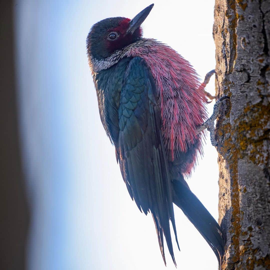 Keith Ladzinskiのインスタグラム：「The highly elusive and beautiful Lewis Woodpecker - a serendipitous encounter, photographed near Missoula, Montana while on assignment for @natgeotravel」