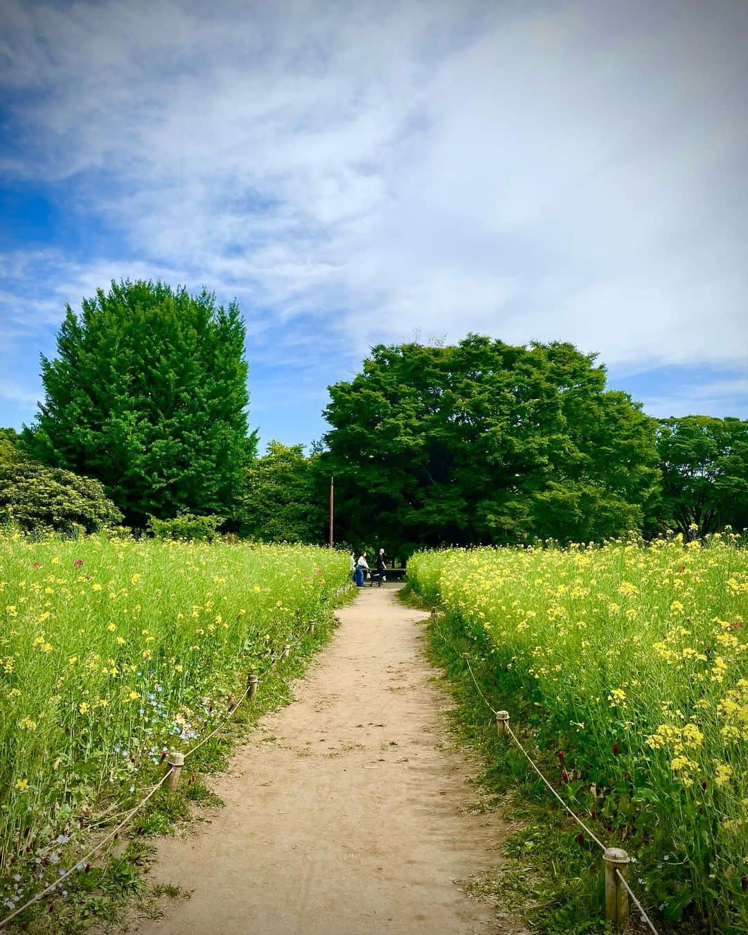 井上希美さんのインスタグラム写真 - (井上希美Instagram)「春らしい写真を撮りたくて意気込んで公園に行ったものの、カメラの充電ができていないことに気が付きヘコんでいたところ、iPhoneが頑張ってくれました。（ありがとう）  なんでもない写真たちです。 最後の一枚はポートレートモードで撮影したところなんだか妙〜になりましたが、ハーブ系のお花をモチーフにしたドリンクでした（あやふや）🌿🍹  おやつは焼き芋とジェラート。 そういえばなのですが、この冬焼き芋にどハマりしていました。色んなお店での食べ比べがたのしかったです。  そんなこんなで（なんやかんやで）、いよいよ大好きな季節がやってまいりました☺️  新年度がはじまり、楽しみながら日々たたかえていることを嬉しく思います。  10代20代の経験が今の自分の助けになっていることを、つまりは、「歳を重ねるっていいものね」を実感している毎日です。（笑）  そして変化を感じながらも、おもしろいくらいに、大切にしたい軸の部分はなにひとつ変わっていないことも実感しています。 （そういうのが地味に嬉しかったりします）  最近は「アリーマイラブ」にお熱だったり、地元の友人との文通が楽しみだったり……。 （時代の流れに抗いはじめてしまった２人です👭）  皆さまも気負いすぎず無理しすぎず休憩しつつ。  どうか、お健やかに☺️💐  #春 #spring #花 #flowers #iphone12 #photo #photograph #japan」5月1日 0時27分 - non_inoue