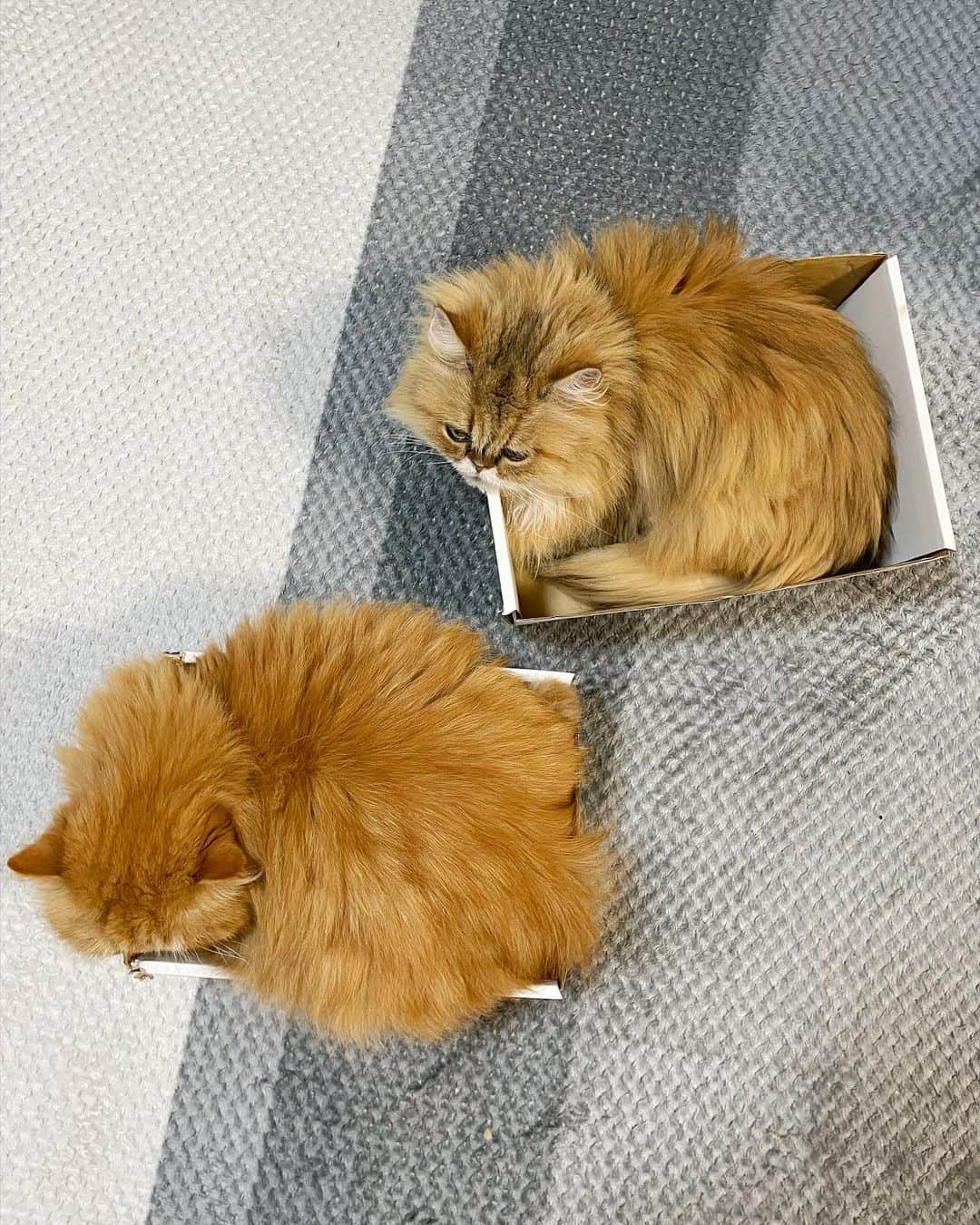 女将のインスタグラム：「Moco&Ulu  箱入り息子  #3キロと6キロ #11歳と5歳 #ジャックナイフとシャベル  #きな粉餅部屋 #ねこ#ねこのきもち#ねこのいる生活#エキゾチックロングヘア#ilovecats#cats#cat#instagram#instacat」