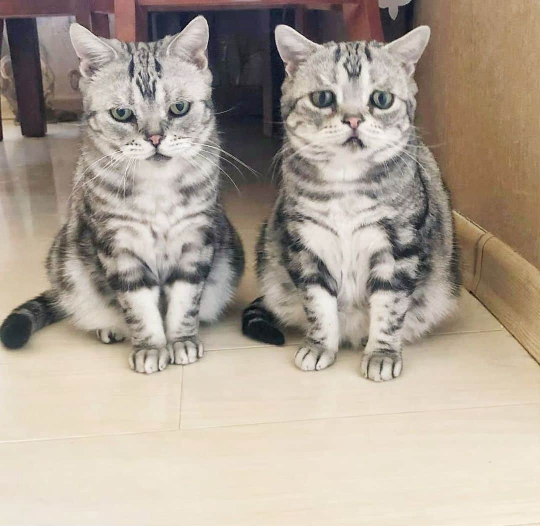 ルフのインスタグラム：「12 years old brothers & 10 years old sisters, They are all related by blood😊😊 - - #luhu #sadcat #catsfamily #angeles #adorable #lovely」
