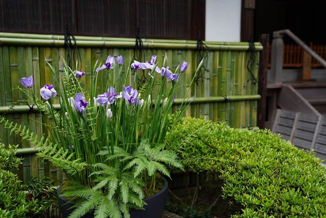 前田有紀さんのインスタグラム写真 - (前田有紀Instagram)「5月のはじまり。  よく晴れた五月晴れの今日、鎌倉の報国寺さん　@houkokuji_official の本堂手前に、ハナショウブを飾らせていただきました。  農園に足を運んで生育や出荷の様子を見させていただいた京都府城陽市の美しいハナショウブ。京都から取り寄せてメインに生けています。　　 そして、後ろの立派な竹垣は、報国寺のお庭を手がけられている鈴屋ガーデンさん　@suzuya_garden 特製。竹垣があることで、季節のハナショウブと竹庭と一体感のあるエントランスになりました。  GW中は飾っていますので、ぜひ鎌倉にきて報国寺に行かれる方はお花も見てくださったら嬉しいです。  #報国寺 #鎌倉さんぽ #京都府城陽市 #ハナショウブ」5月1日 12時30分 - yukimaeda0117