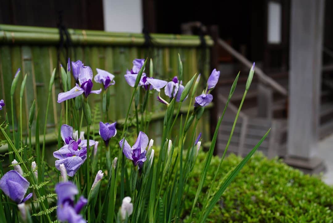 前田有紀さんのインスタグラム写真 - (前田有紀Instagram)「5月のはじまり。  よく晴れた五月晴れの今日、鎌倉の報国寺さん　@houkokuji_official の本堂手前に、ハナショウブを飾らせていただきました。  農園に足を運んで生育や出荷の様子を見させていただいた京都府城陽市の美しいハナショウブ。京都から取り寄せてメインに生けています。　　 そして、後ろの立派な竹垣は、報国寺のお庭を手がけられている鈴屋ガーデンさん　@suzuya_garden 特製。竹垣があることで、季節のハナショウブと竹庭と一体感のあるエントランスになりました。  GW中は飾っていますので、ぜひ鎌倉にきて報国寺に行かれる方はお花も見てくださったら嬉しいです。  #報国寺 #鎌倉さんぽ #京都府城陽市 #ハナショウブ」5月1日 12時30分 - yukimaeda0117