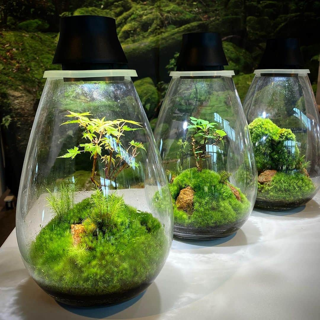 Mosslight-LEDさんのインスタグラム写真 - (Mosslight-LEDInstagram)「Mosslight   #mosslight #モスライト  #terarium#テラリウム #moss#苔#コケ#bryophyte #bryophytes  #ミニ盆栽#bonsaitree #paludariums #パルダリウム #terrariums#terariums #terariumdesign #terrariumsdesigns」5月1日 5時27分 - mosslight1955