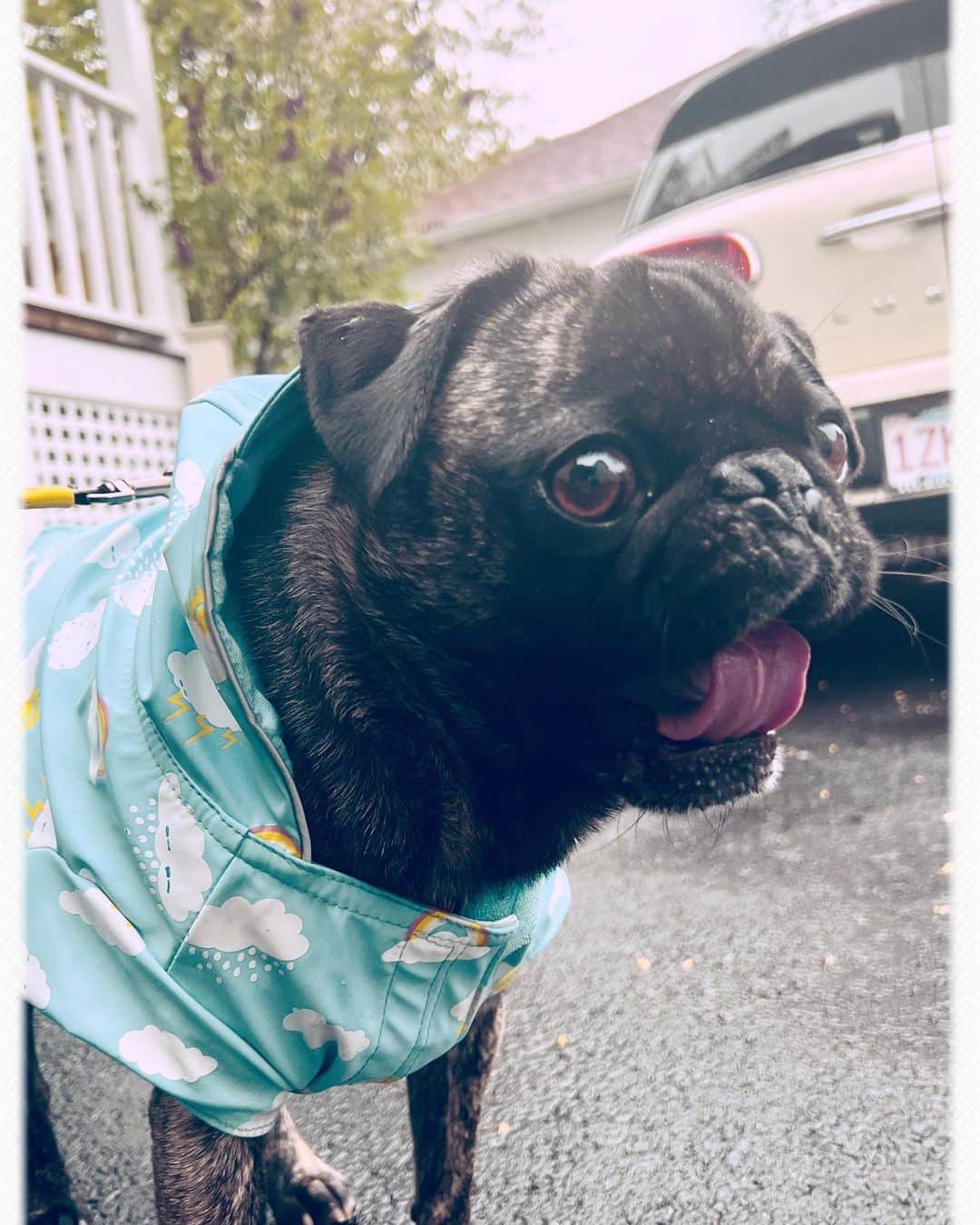pugsofinstagramのインスタグラム