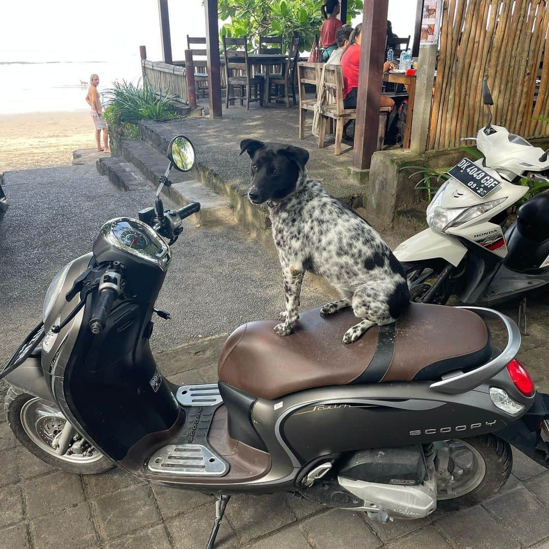 スコット・イーストウッドのインスタグラム：「🐕 🏍」