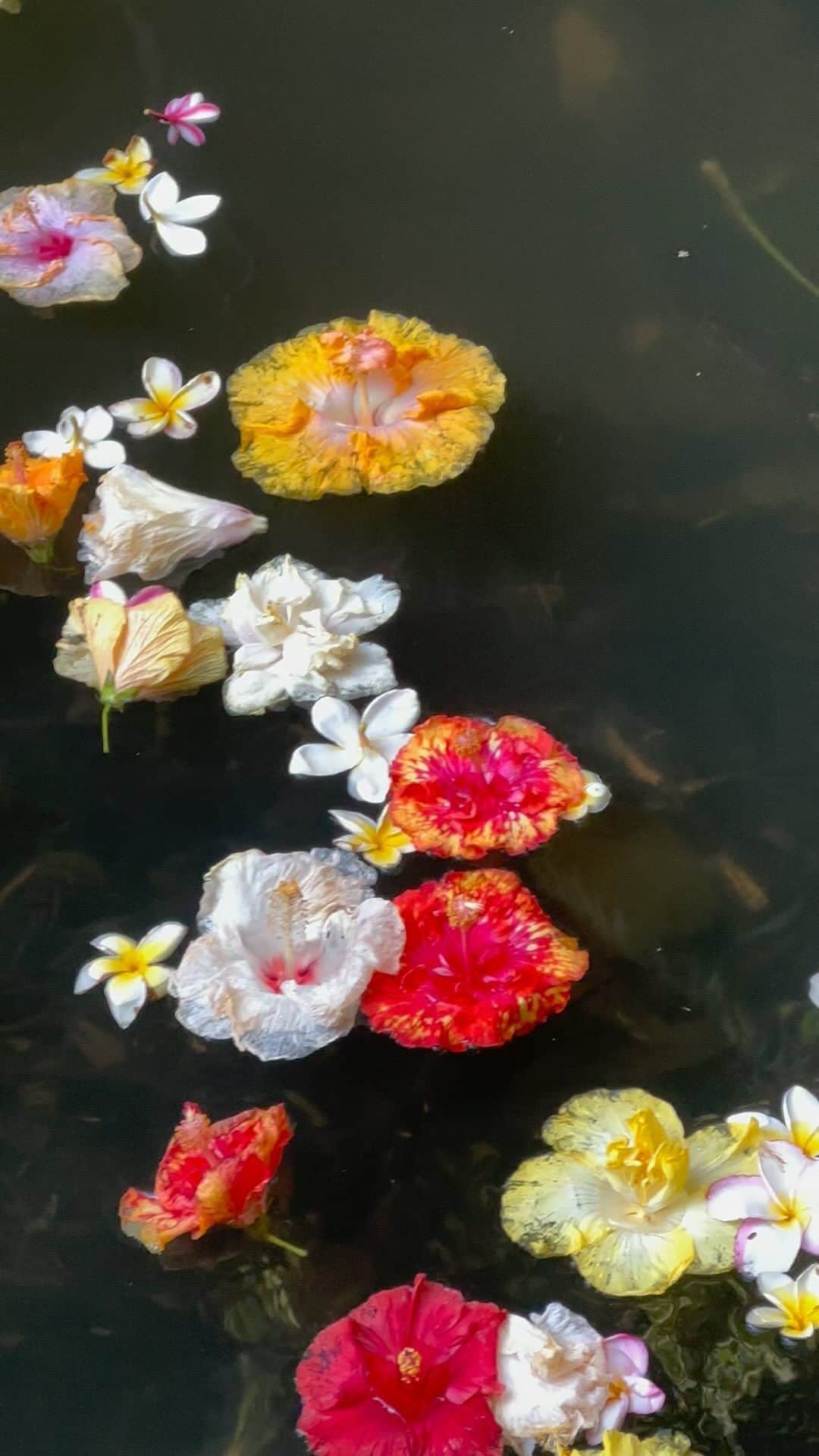 カリッサ・ムーアのインスタグラム：「Somethings coming… 🌸」