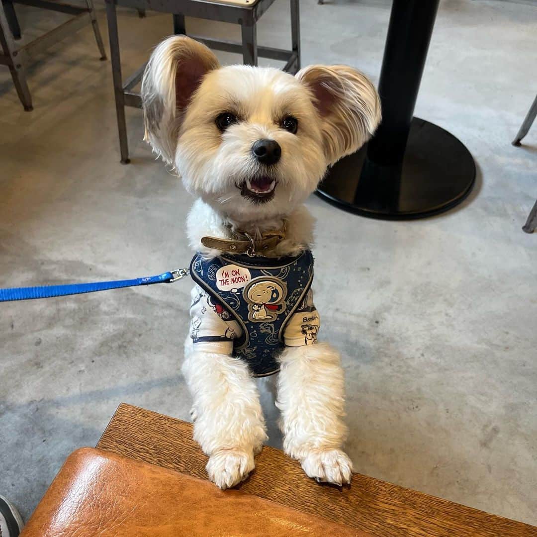 Shinjyu Lou Reid/リード真珠のインスタグラム：「Although I’m messed up by stress and anxiety, Jack is always letting me know that everything will be ok 🤤❤️ How can you be so cute😢🔥❤️  久しぶりにカフェつれていったら 終始ニコニコしてたJack」