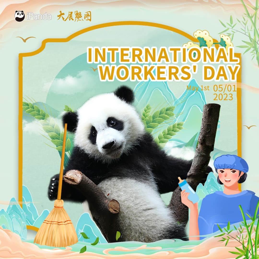 iPandaさんのインスタグラム写真 - (iPandaInstagram)「The International Workers’ Day is coming! I will try my best to become a model worker in the panda world. 👩‍🚒 🐼 🐼 🐼 #Panda #iPanda #Cute #IntlWorkersDay #PandaCreators #ChengduPandaBase  For more panda information, please check out: http://en.ipanda.com」5月1日 9時00分 - ipandachannel