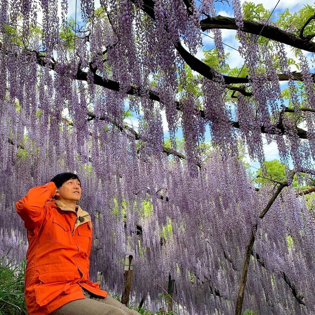依田司さんのインスタグラム写真 - (依田司Instagram)「5月1日（月） 群馬県富岡市にある「くろさわ藤園」から見頃を迎えた藤をご紹介。 約８０年前、現園主のお父さまが趣味で作り上げた藤棚で、５０００平方メートルの山の斜面を覆う滝のように花を咲かせていて「ナイアガラ藤園」とも呼ばれています。 山を登るのに途中くじけそうになりますが、登り切れば絶景と鳥たちの大合唱が時を忘れさせてくれます。  また、自然のままに育てているので、今の時期は野に咲くタンポポやクサノオウなどの黄色と藤色のコントラストを楽しめます。 お父様が亡くなった今も、沢山の人に見てほしいとの思いから、ご家族３人で続けているこの藤園。季節限定でGW最終日の7日(日)まで。  #くろさわ藤園 #SIERRADESIGNS #シエラデザインズ #依田さん #依田司 #お天気検定 #テレビ朝日 #グッドモーニング #気象予報士 #お天気キャスター #森林インストラクター #グリーンセイバーアドバンス #プロジェクトワイルド #IPCC伝導者 #japan #japantrip #japantravel #unknownjapan #japanAdventure #japanlife #lifeinjapan #instagramjapan #instajapan #療癒 #ilovejapan #weather #weathercaster #weatherforecast」5月1日 9時18分 - tsukasa_yoda