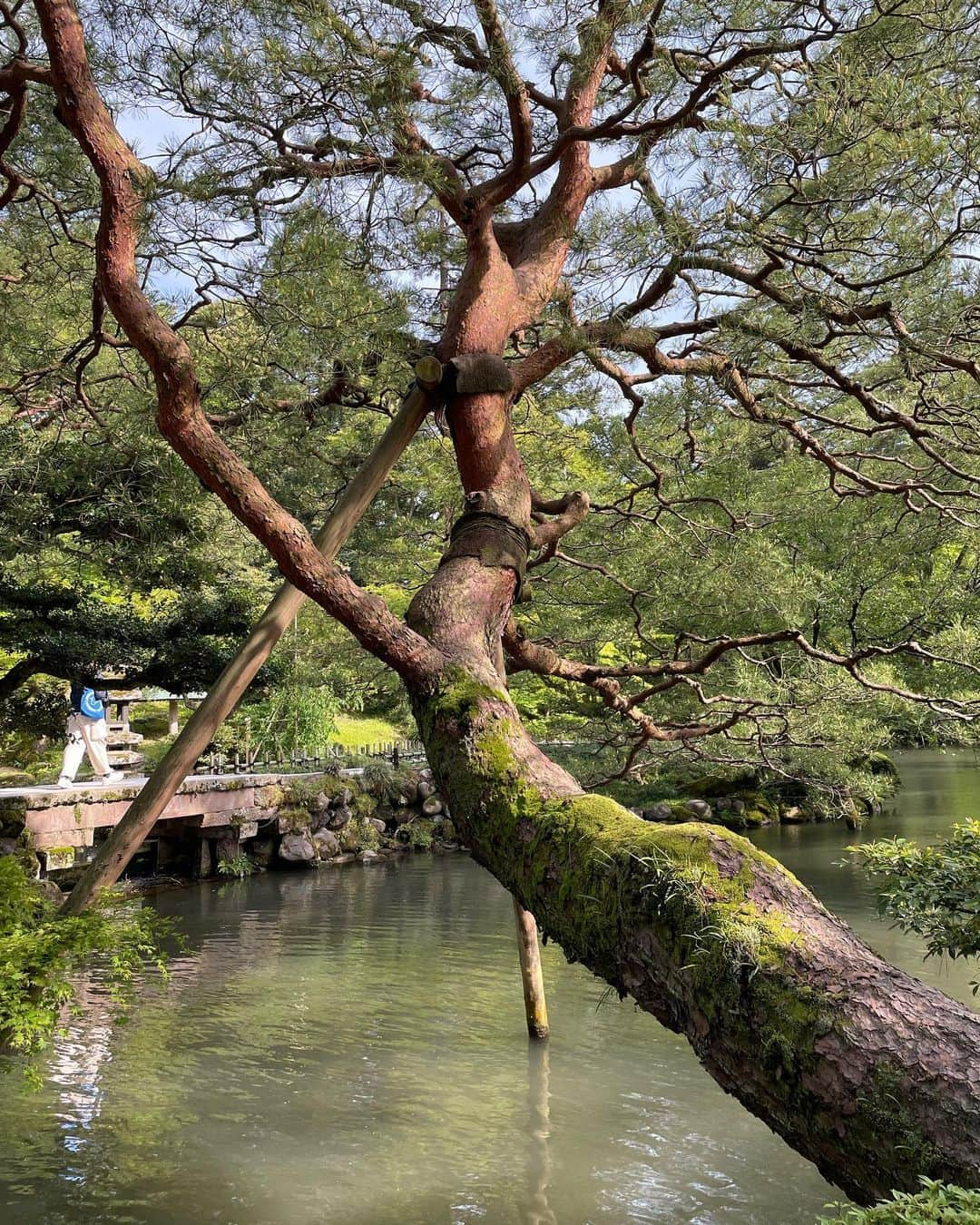 川村ひかるさんのインスタグラム写真 - (川村ひかるInstagram)「❤︎  兼六園  新緑がとても綺麗で久しぶりにリフレッシュできた🌳  15年前にきた時は感じなかったけど… 歳を重ねて自然の素晴らしさに感動するね☺️  お天気もよく主人の親友と3人でお散歩は楽しかった✨✨  #兼六園  #お散歩」5月1日 9時21分 - hikaru.kawamura