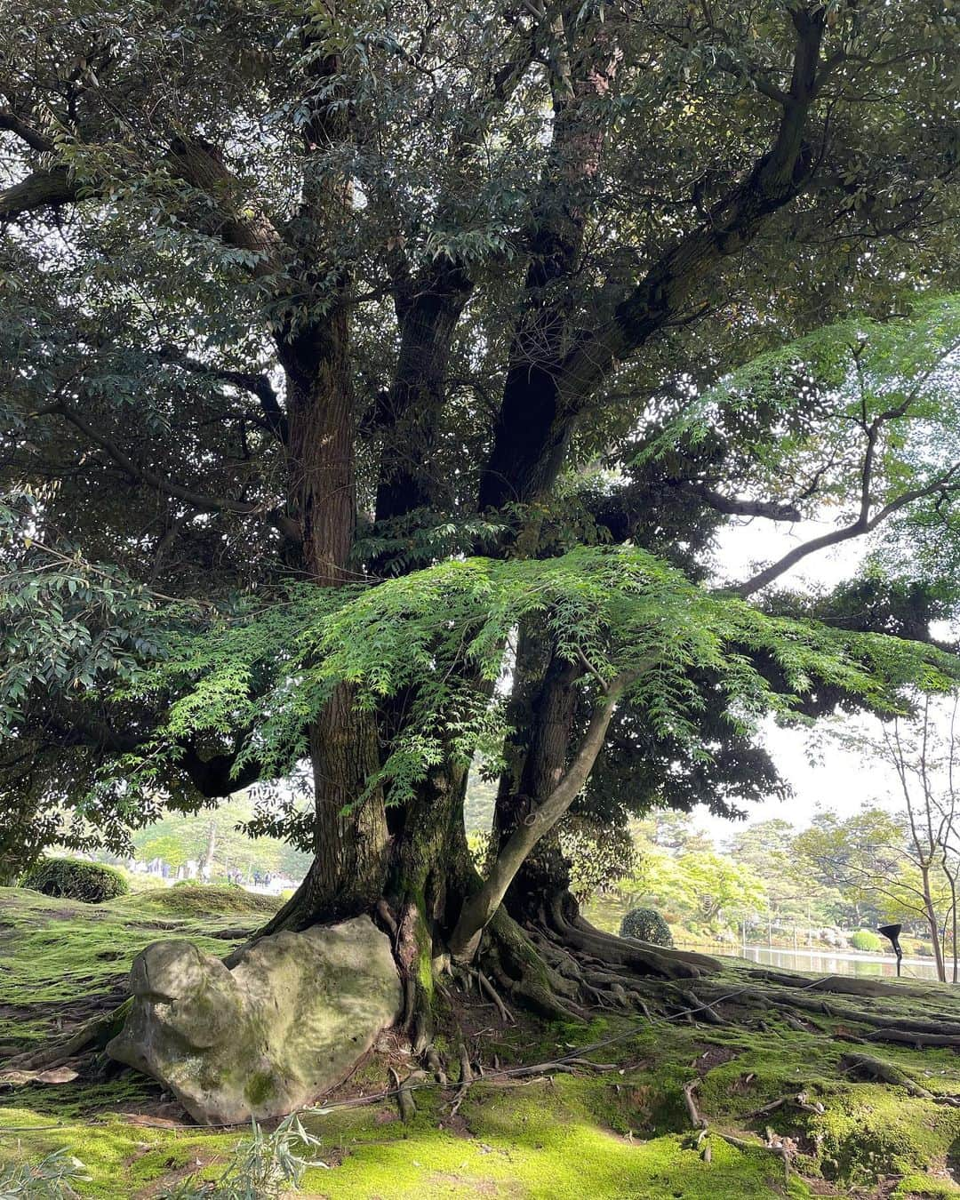 川村ひかるさんのインスタグラム写真 - (川村ひかるInstagram)「❤︎  兼六園  新緑がとても綺麗で久しぶりにリフレッシュできた🌳  15年前にきた時は感じなかったけど… 歳を重ねて自然の素晴らしさに感動するね☺️  お天気もよく主人の親友と3人でお散歩は楽しかった✨✨  #兼六園  #お散歩」5月1日 9時21分 - hikaru.kawamura