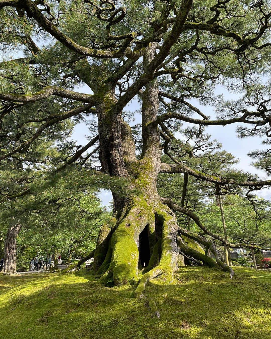 川村ひかるさんのインスタグラム写真 - (川村ひかるInstagram)「❤︎  兼六園  新緑がとても綺麗で久しぶりにリフレッシュできた🌳  15年前にきた時は感じなかったけど… 歳を重ねて自然の素晴らしさに感動するね☺️  お天気もよく主人の親友と3人でお散歩は楽しかった✨✨  #兼六園  #お散歩」5月1日 9時21分 - hikaru.kawamura