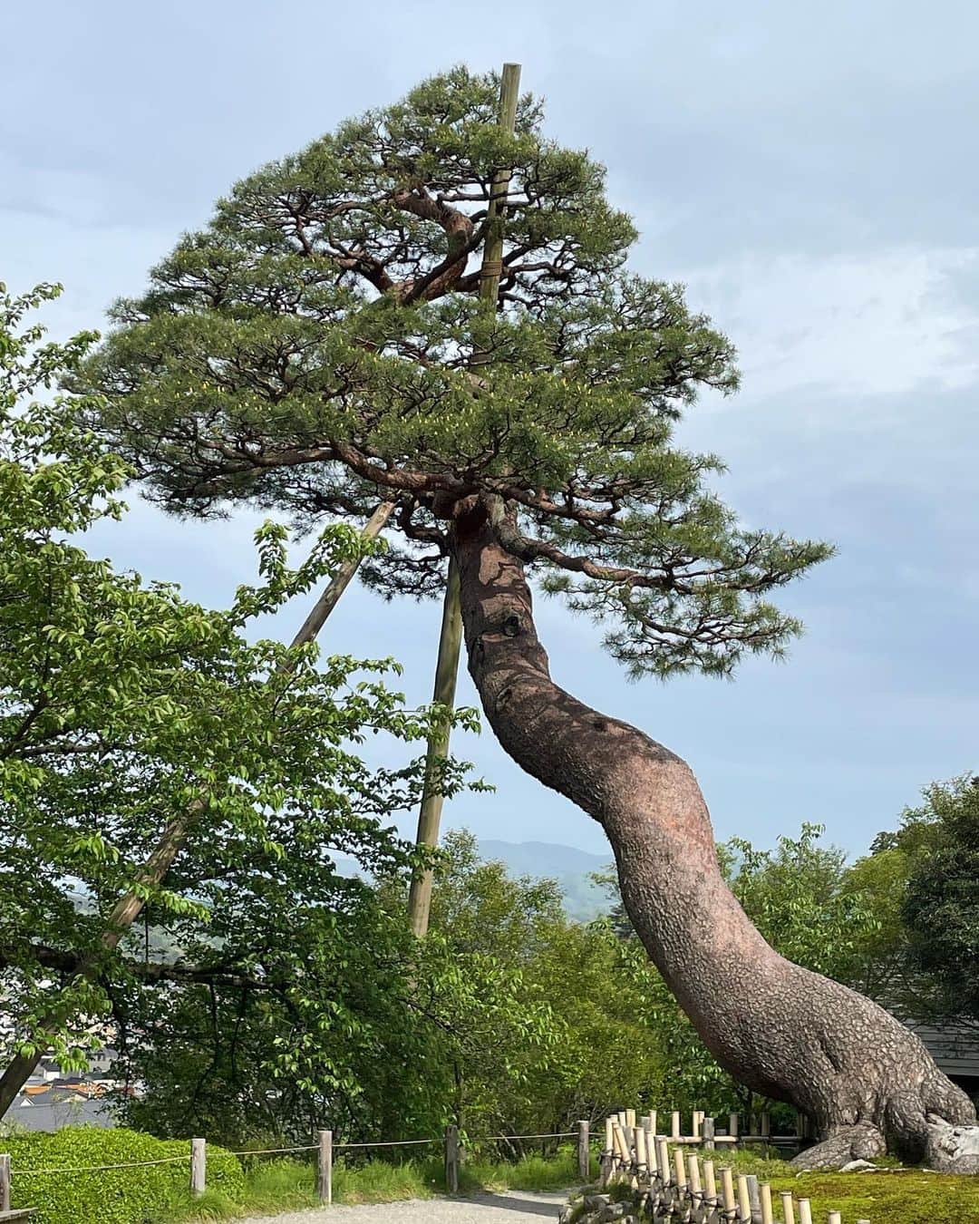 川村ひかるのインスタグラム：「❤︎  兼六園  新緑がとても綺麗で久しぶりにリフレッシュできた🌳  15年前にきた時は感じなかったけど… 歳を重ねて自然の素晴らしさに感動するね☺️  お天気もよく主人の親友と3人でお散歩は楽しかった✨✨  #兼六園  #お散歩」