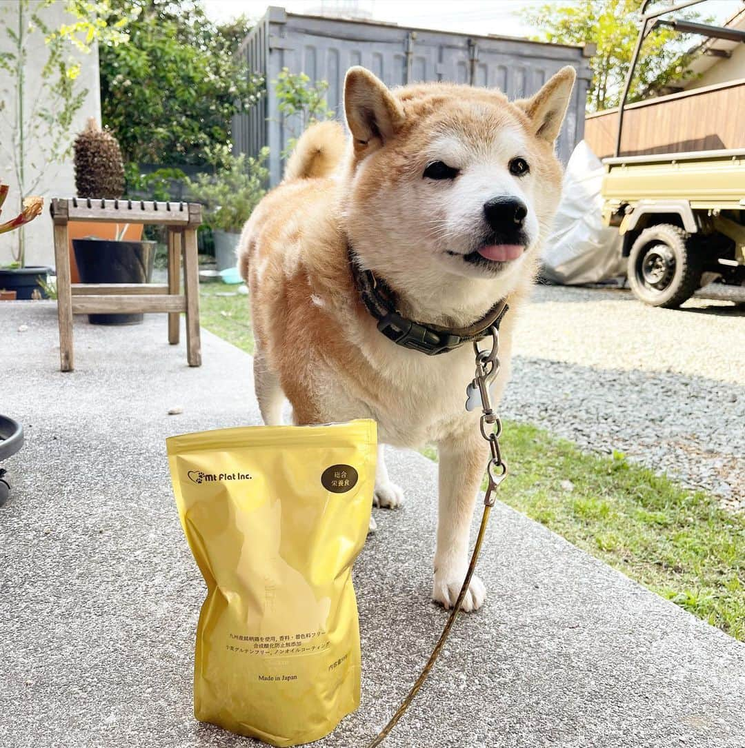 柴犬 たろさんのインスタグラム写真 - (柴犬 たろInstagram)「金の旨味⭐️大好き💕  @mtflat_inc さんの金の旨味をお試ししました🌮  無香料で素材の美味しい匂いが香ります😋  タロの好きな小粒で即完食、美味しいようです🧆🐕  九州の銘柄鶏がメインで、国産の原料で、ノンオイルコーティング、小麦グルテンフリー👍めっちゃいいね😋  1袋あたり6,000億個以上の乳酸菌を配合👏これも気になるところ🩵  年齢的に食べ物を気にしてるから、良いフード見つけちゃたね❤️  @mtflat_inc   #金の旨味 #金の旨味チキン #mtflat生活  #shibainu #柴犬」5月1日 9時33分 - tarochantarochan