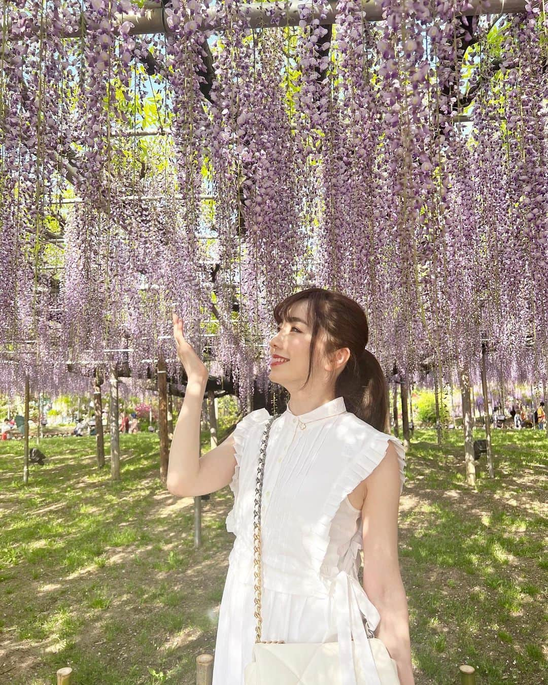 早川愛さんのインスタグラム写真 - (早川愛Instagram)「💜💜💜  今日から5月💜💜💜 今月パタパタだけどがんばろう🐰  念願の大藤💜💜💜 一本の木から沢山の枝が分かれていて予想外のおおおきさでびっくりしました😲💜💜 とってもいいかおりでした💜💜 @ashikaga_flower_park   ・  #大藤 #あしかがフラワーパーク #足利観光 #紫の世界 #happy」5月1日 9時45分 - megumegu_1006