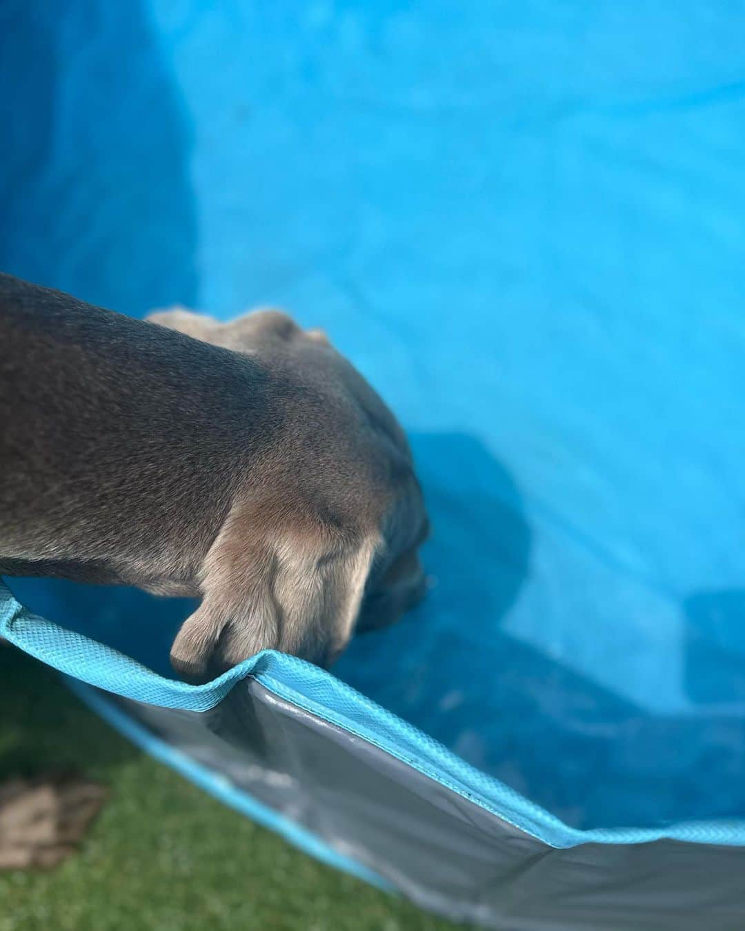 鈴木六夏さんのインスタグラム写真 - (鈴木六夏Instagram)「おはようございます！ GWの方も、通常運転の方も、いらっしゃるかと思います😆我が家は後者。  週末はあっつくて ワン達用のプールを出してみました✨ 今年もこんな季節がもうすぐそこですね。 パピコは泳ぎが得意な犬種。今年は泳ぎをいっぱい練習させてあげたいなぁと思っています。とりいそぎ、入れた水を飲んでました🤣🤣  週末はお客様もたくさん来てくださったりしてちょっとしたお家集い😊  人に疲れると感じる時もあれば 人に元気や喜びや勇気や自信をもらう時もある。コロナ禍を含め、人との関わりをポジティブに考えられるていなかった時期もありましたが、やっぱり人との関わりが人生を楽しくしてくれる。そんな風に思う最近です🙌🏼  今日、出来たら午後あたり ちょっとライブでもしようかしら、 とうっすら思ってます。またお伝えしますねー💕それでは今週も👍🏼👍🏼」5月1日 10時00分 - rikuka.62