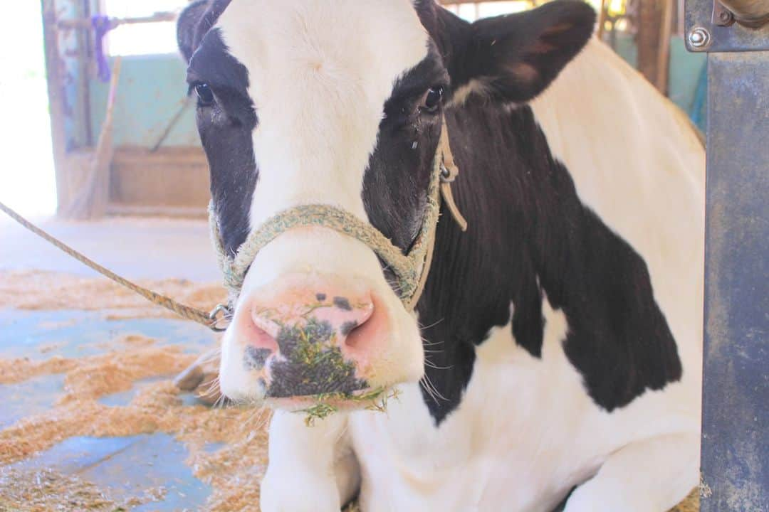 成田ゆめ牧場さんのインスタグラム写真 - (成田ゆめ牧場Instagram)「【🎏ゆめぼくGW情報🐮】 5/3～7の5日間限定で、牛さんのおうち見学（牛舎見学）が再開予定です！🐄 久しぶりに、子牛さんや牛舎でくつろぐ大人の牛さんを見学できちゃいますよ～。  🐄開催日 5/3(水祝)～5/7(日)  🐄時間 12:30～閉園30分前まで  ※牛さんの体調により予告なく展示を休止する場合があります  大人の牛さんがお外の広場に出てる時は、日程問わず見られます☺ みんな久しぶりに牛舎の牛さんに会いに来てください🌸  https://www.yumebokujo.com/?p=36250  #成田ゆめ牧場 #GW #GW予定 #牛」5月1日 10時07分 - yumebokujo