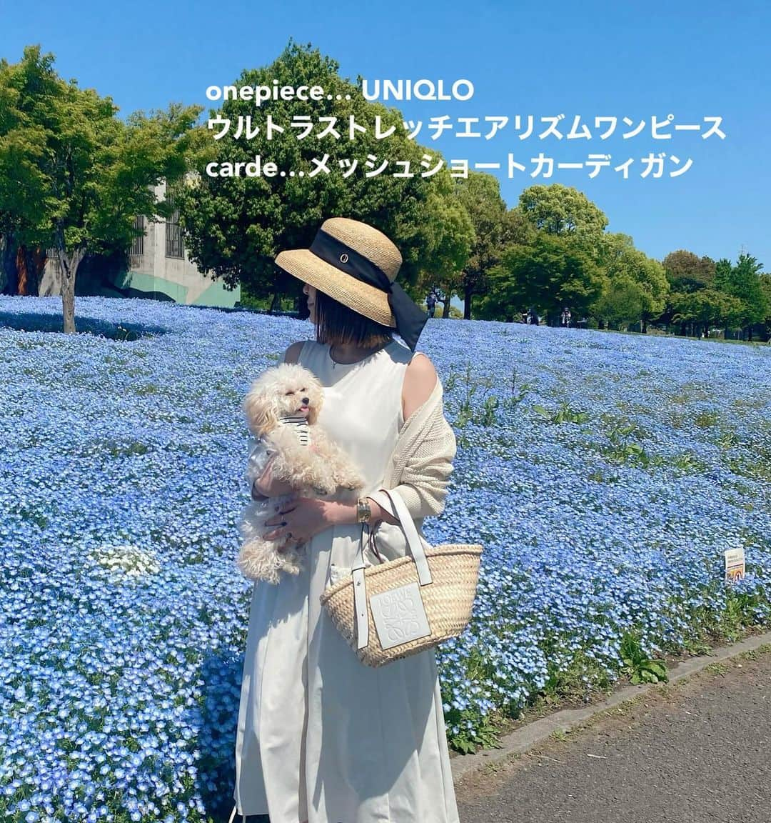 ❁coco❁さんのインスタグラム写真 - (❁coco❁Instagram)「\UNIQLOワンピでネモフィラ畑/ @rococo39  わんこ達とピクニックでネモフィラ畑へ🧺 お天気最高で気持ちよかったー✨  ネモフィラ映えする白のワンピで♡  onepiece…  uniqlo #ウルトラストレッチエアリズムワンピ  carde… uniqlo メッシュカーディガン sandal… airmaxkoko bag… loewe hat… @chapeaud_o   初めていった　舎人公園 バーベキューできたり 遊具やじゃぶじゃぶ池もあり ドッグランもあるから @shizuka.watanabe の しらたまちゃんとラテ @cococafe39 も仲良く ワン連れで楽しめてよかったよ✨  📍 西日暮里→舎人公園 〒121-0837 東京都足立区舎人公園１丁目１  #ネモフィラ畑 #ネモフィラの丘 #ネモフィラブルー  #ゴールデンウィークの過ごし方 #ユニクロコーデ　#uniqloコーデ　#ユニクロ購入品　#舎人公園」5月1日 10時08分 - rococo39