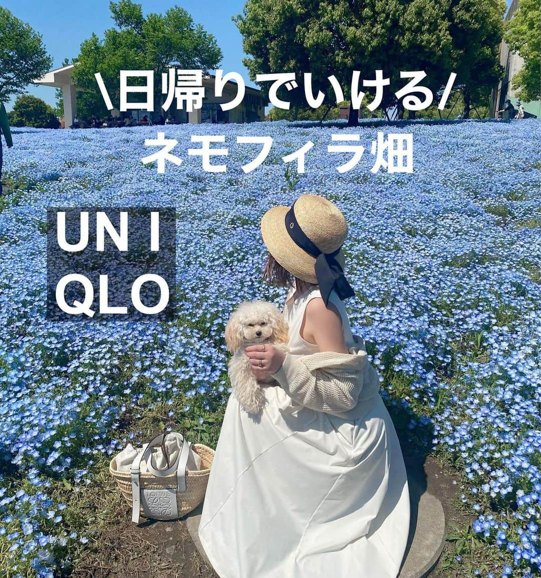 ❁coco❁さんのインスタグラム写真 - (❁coco❁Instagram)「\UNIQLOワンピでネモフィラ畑/ @rococo39  わんこ達とピクニックでネモフィラ畑へ🧺 お天気最高で気持ちよかったー✨  ネモフィラ映えする白のワンピで♡  onepiece…  uniqlo #ウルトラストレッチエアリズムワンピ  carde… uniqlo メッシュカーディガン sandal… airmaxkoko bag… loewe hat… @chapeaud_o   初めていった　舎人公園 バーベキューできたり 遊具やじゃぶじゃぶ池もあり ドッグランもあるから @shizuka.watanabe の しらたまちゃんとラテ @cococafe39 も仲良く ワン連れで楽しめてよかったよ✨  📍 西日暮里→舎人公園 〒121-0837 東京都足立区舎人公園１丁目１  #ネモフィラ畑 #ネモフィラの丘 #ネモフィラブルー  #ゴールデンウィークの過ごし方 #ユニクロコーデ　#uniqloコーデ　#ユニクロ購入品　#舎人公園」5月1日 10時08分 - rococo39