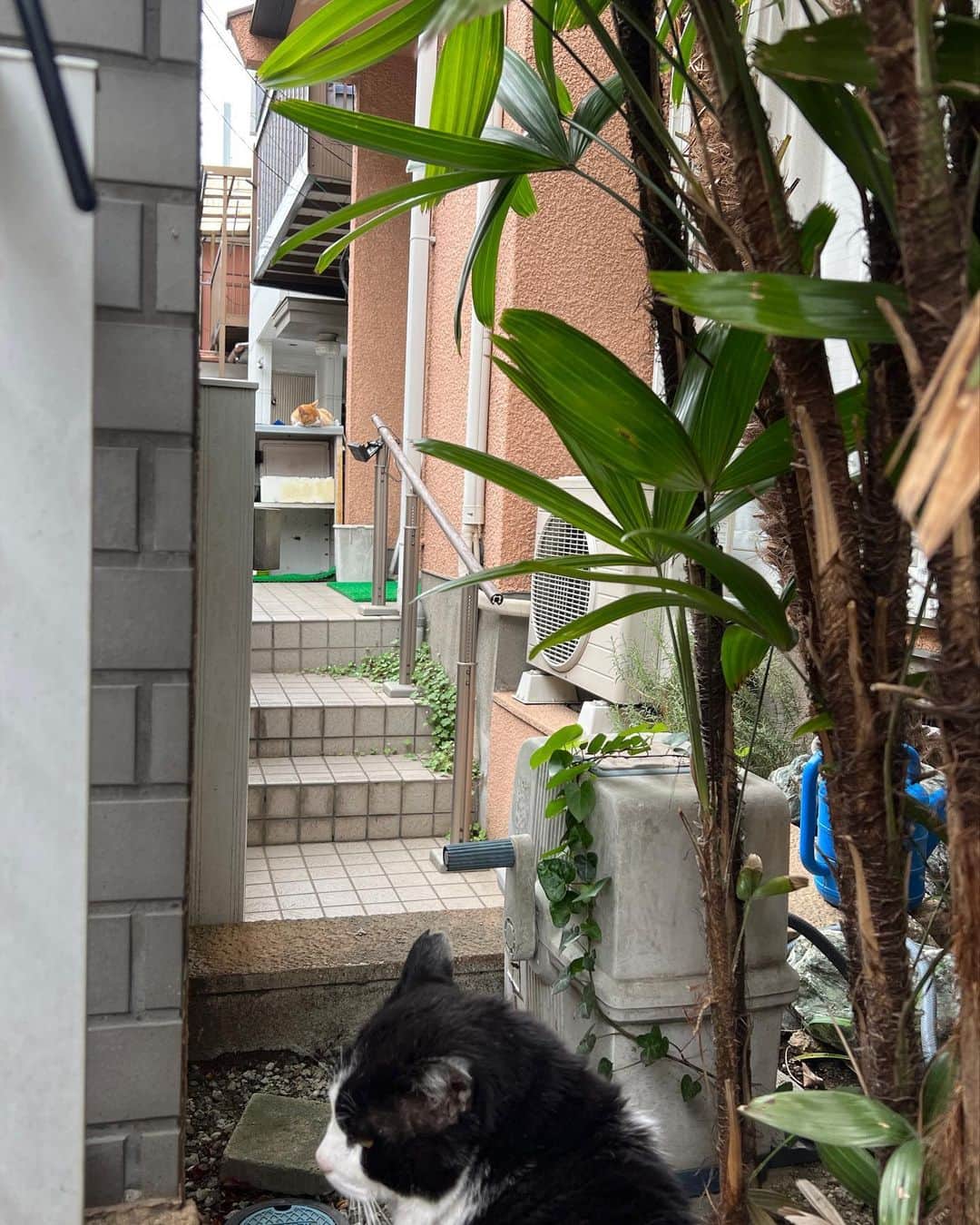 Kachimo Yoshimatsuさんのインスタグラム写真 - (Kachimo YoshimatsuInstagram)「今朝は来る時間が重なったけど、喧嘩もせずにそれぞれ食べてた。 なんだかイカスミもちゃめしを意識してか家周辺での滞在時間が長くなって来た。  #うちの猫ら #猫 #ikasumi #chameshi #ねこ #ニャンスタグラム #にゃんすたぐらむ #ねこのきもち #cat #ネコ #catstagram #ネコ部 http://kachimo.exblog.jp」5月1日 10時23分 - kachimo