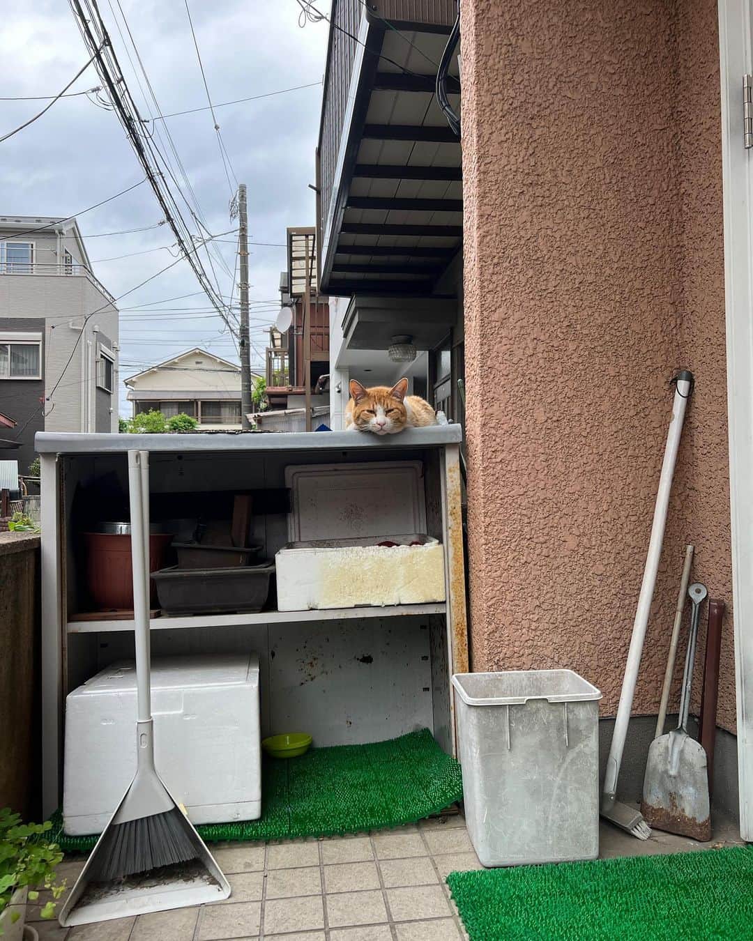 Kachimo Yoshimatsuさんのインスタグラム写真 - (Kachimo YoshimatsuInstagram)「今朝は来る時間が重なったけど、喧嘩もせずにそれぞれ食べてた。 なんだかイカスミもちゃめしを意識してか家周辺での滞在時間が長くなって来た。  #うちの猫ら #猫 #ikasumi #chameshi #ねこ #ニャンスタグラム #にゃんすたぐらむ #ねこのきもち #cat #ネコ #catstagram #ネコ部 http://kachimo.exblog.jp」5月1日 10時23分 - kachimo